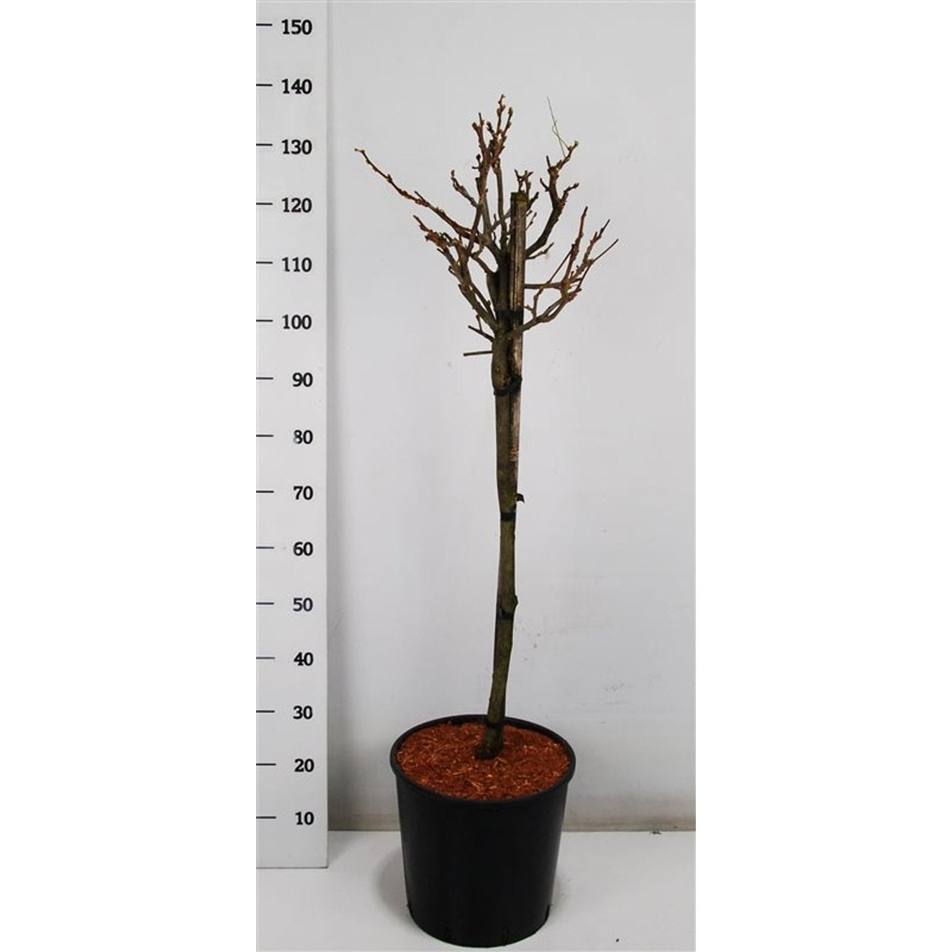 Blåregn – Wisteria brachybotrys 'Okayama' - 70 CM Stem C20