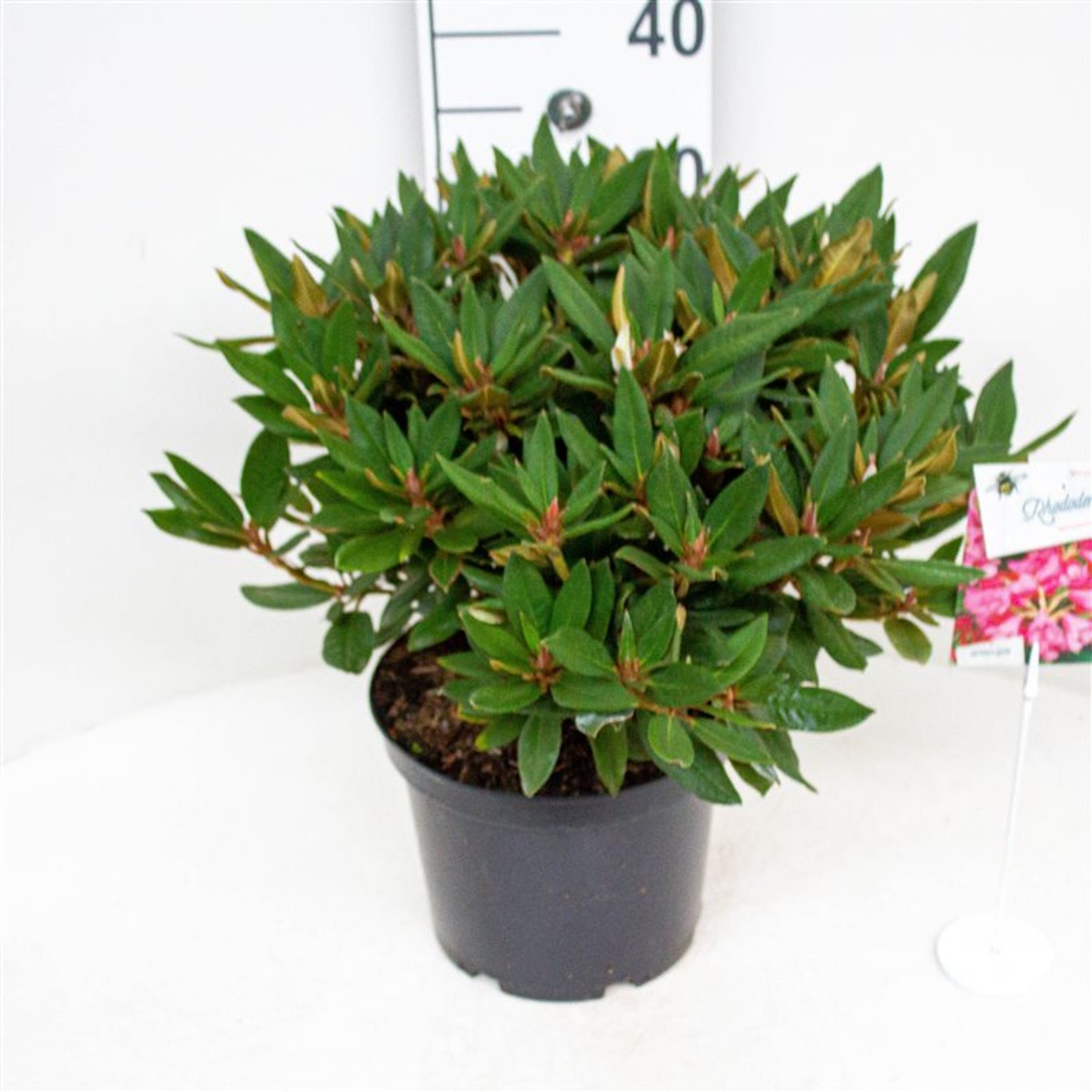 Rhododendron – Rhododendron 'Winsome' - C5 30-40 CM