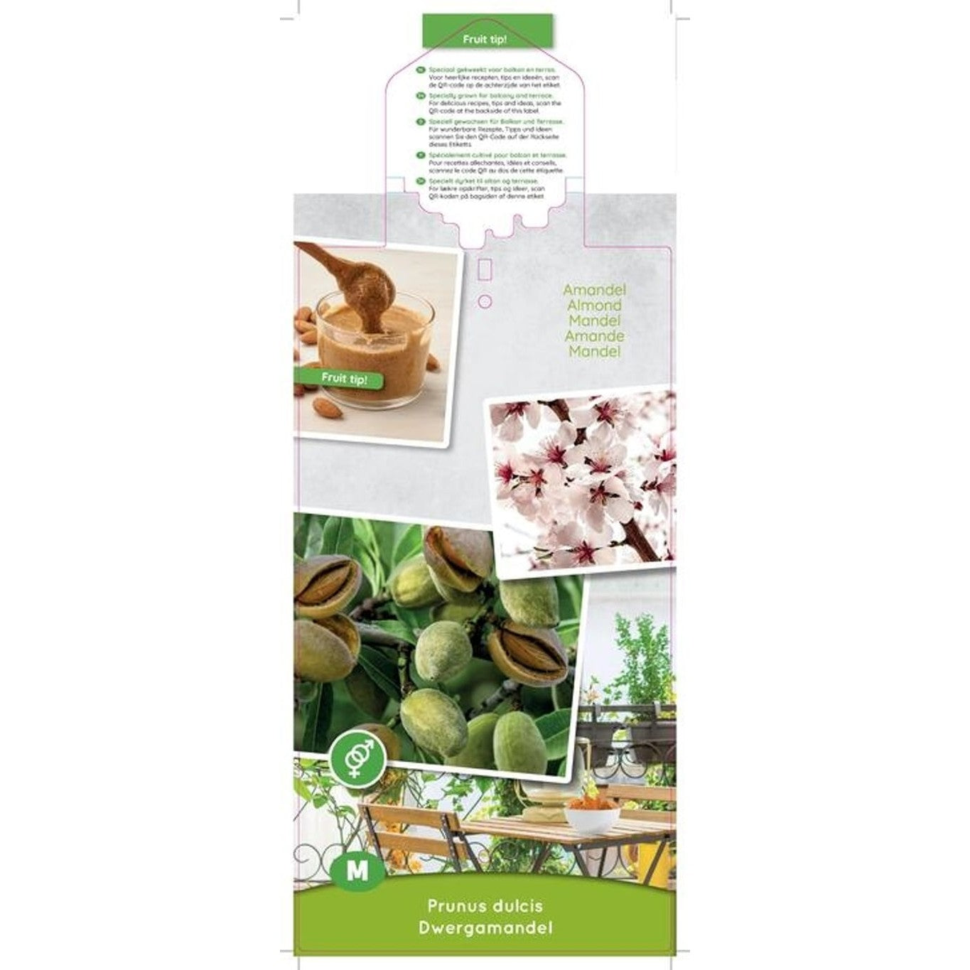 Sötmandel – Prunus dulcis Dwergamandel - C5 80-100 CM