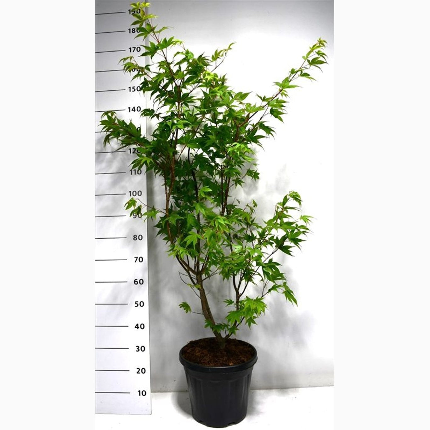 Japansk lönn – Acer pal. 'Osakazuki' - C20 100-125 CM