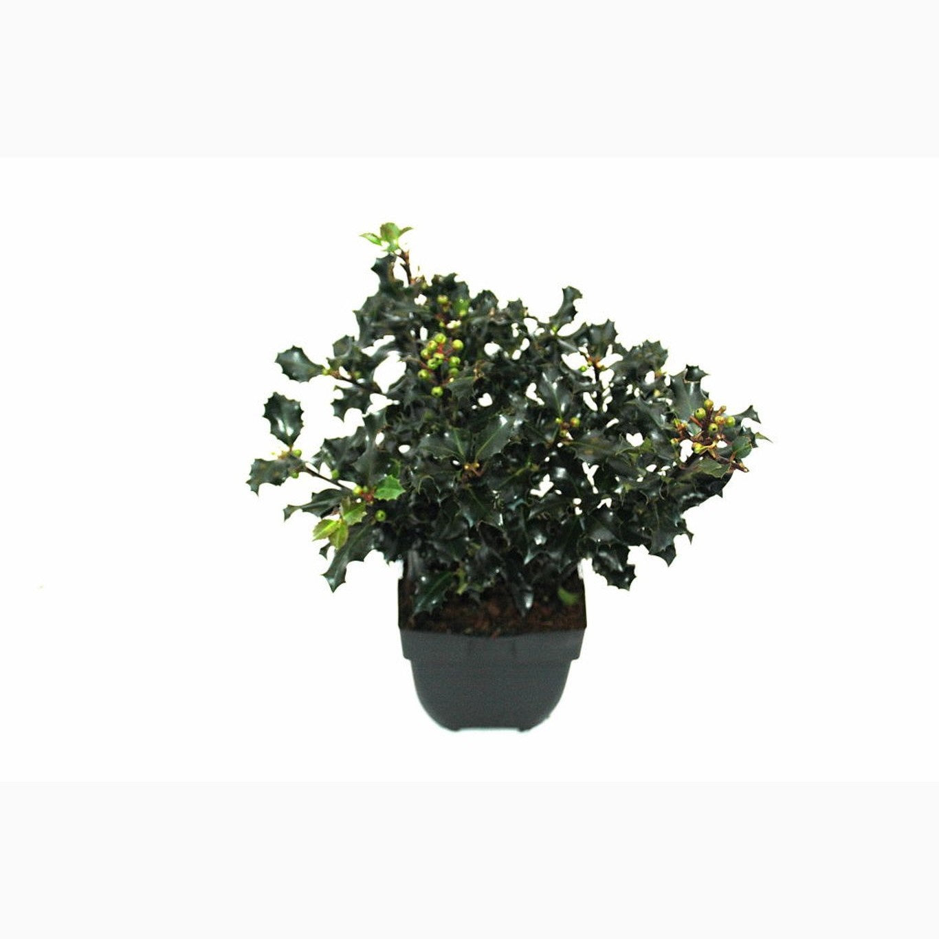 Blå järnek – Ilex meservae 'Blue Angel' - C2