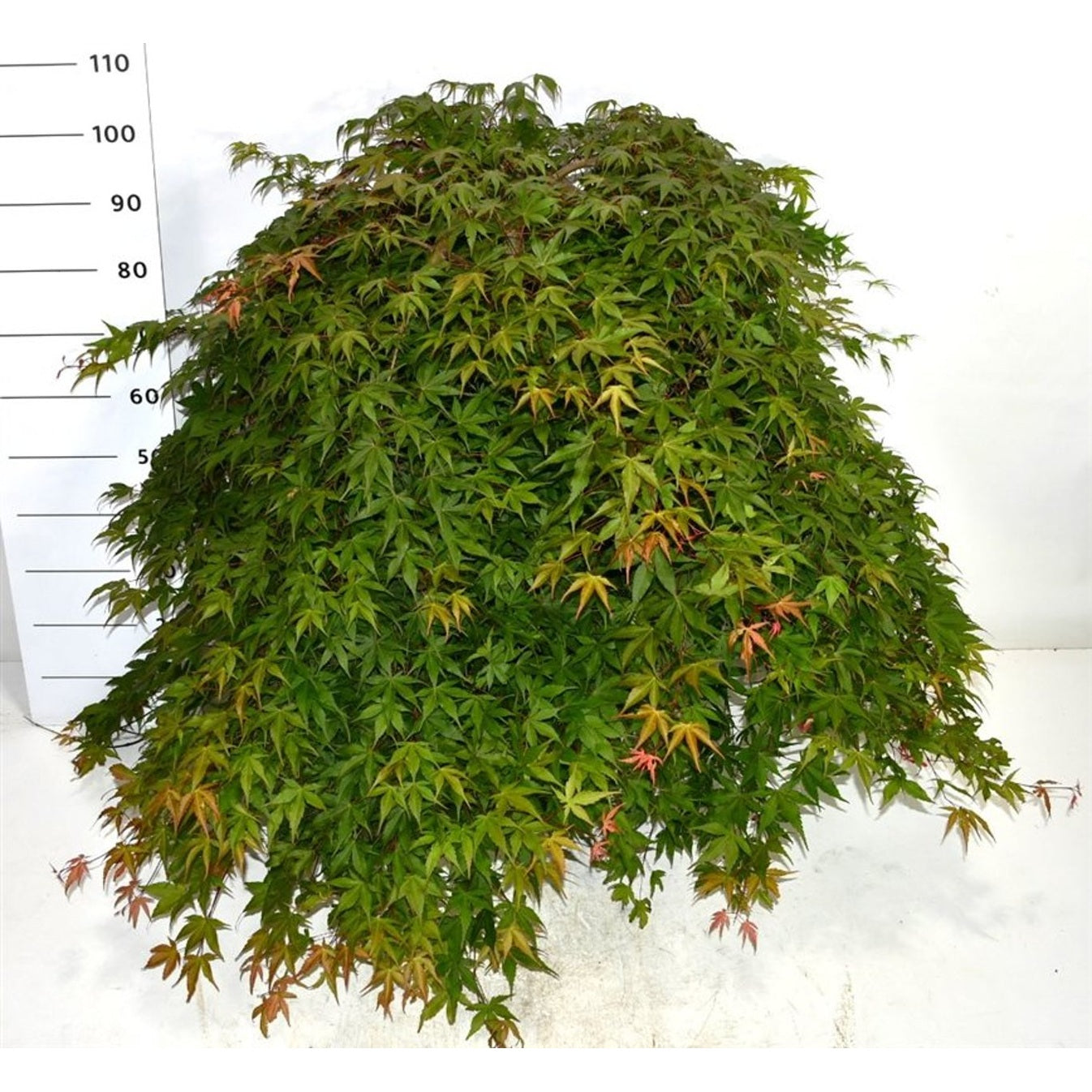 Japansk lönn – Acer palmatum 'Cascade Ruby' - C35 50 cm. Stam