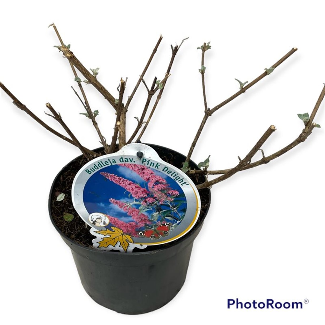 Sommarlilja – Buddleja d. 'Pink Delight' - C3