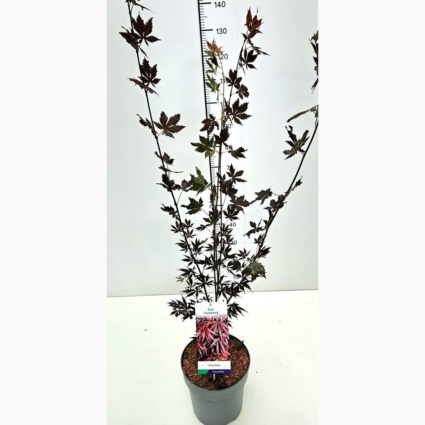 Japansk lönn – Acer pal. 'Trompenburg' - C7.5 60-80 CM