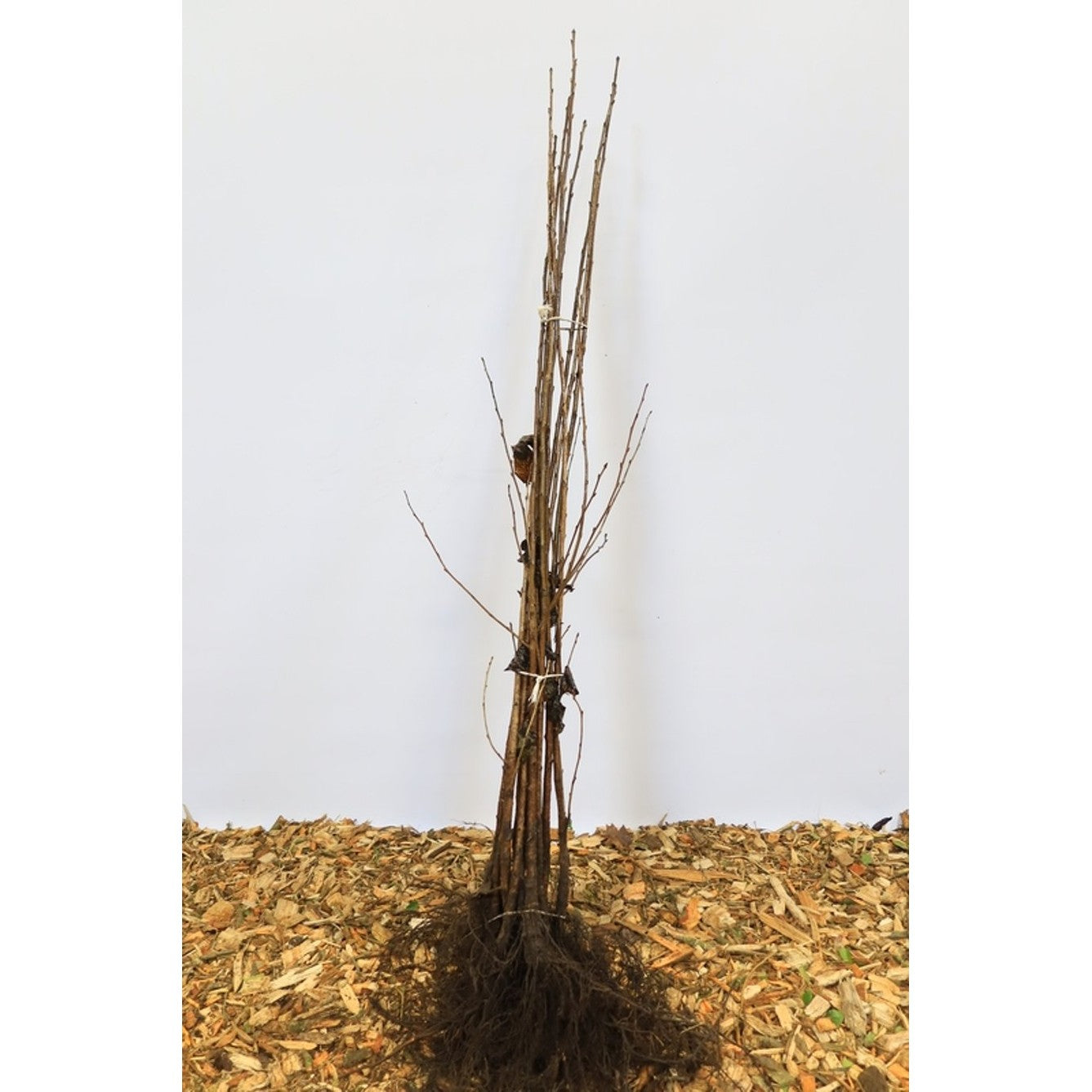Körsbär – Prunus avium - 125-150 CM bare root 1/2