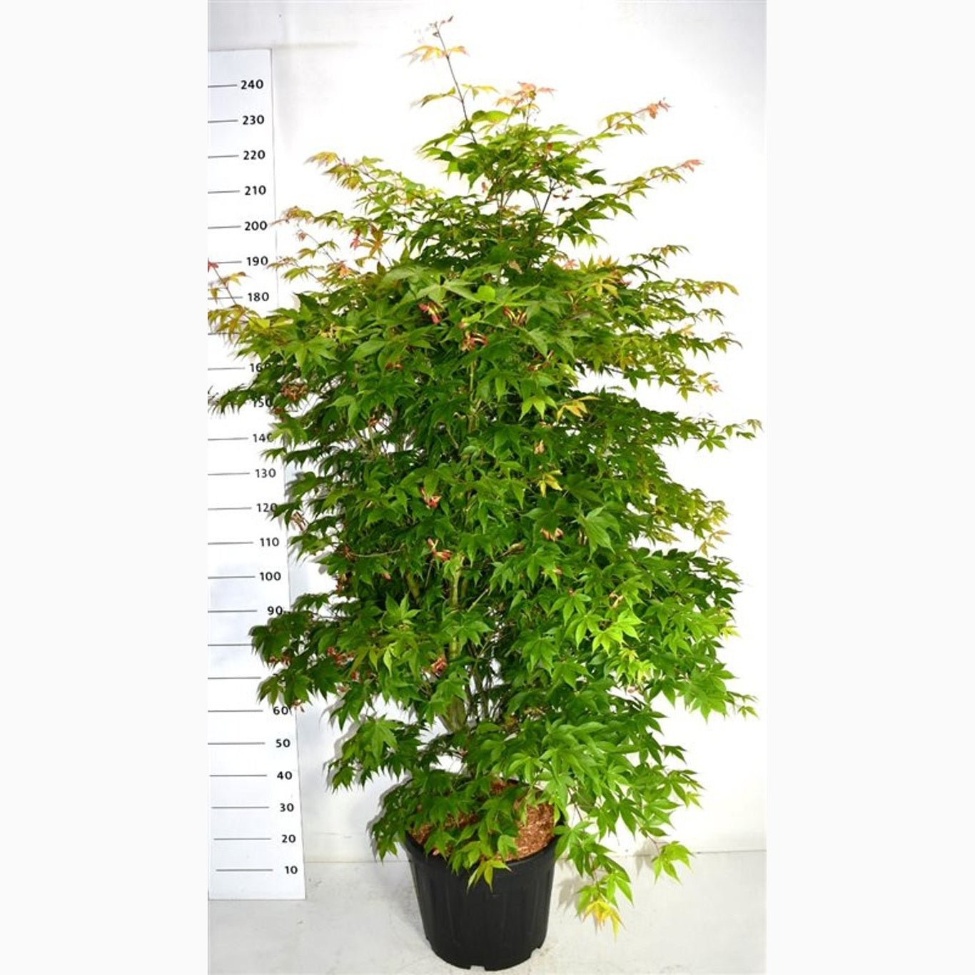 Japansk lönn – Acer pal. 'Osakazuki' - C45 175-200 CM