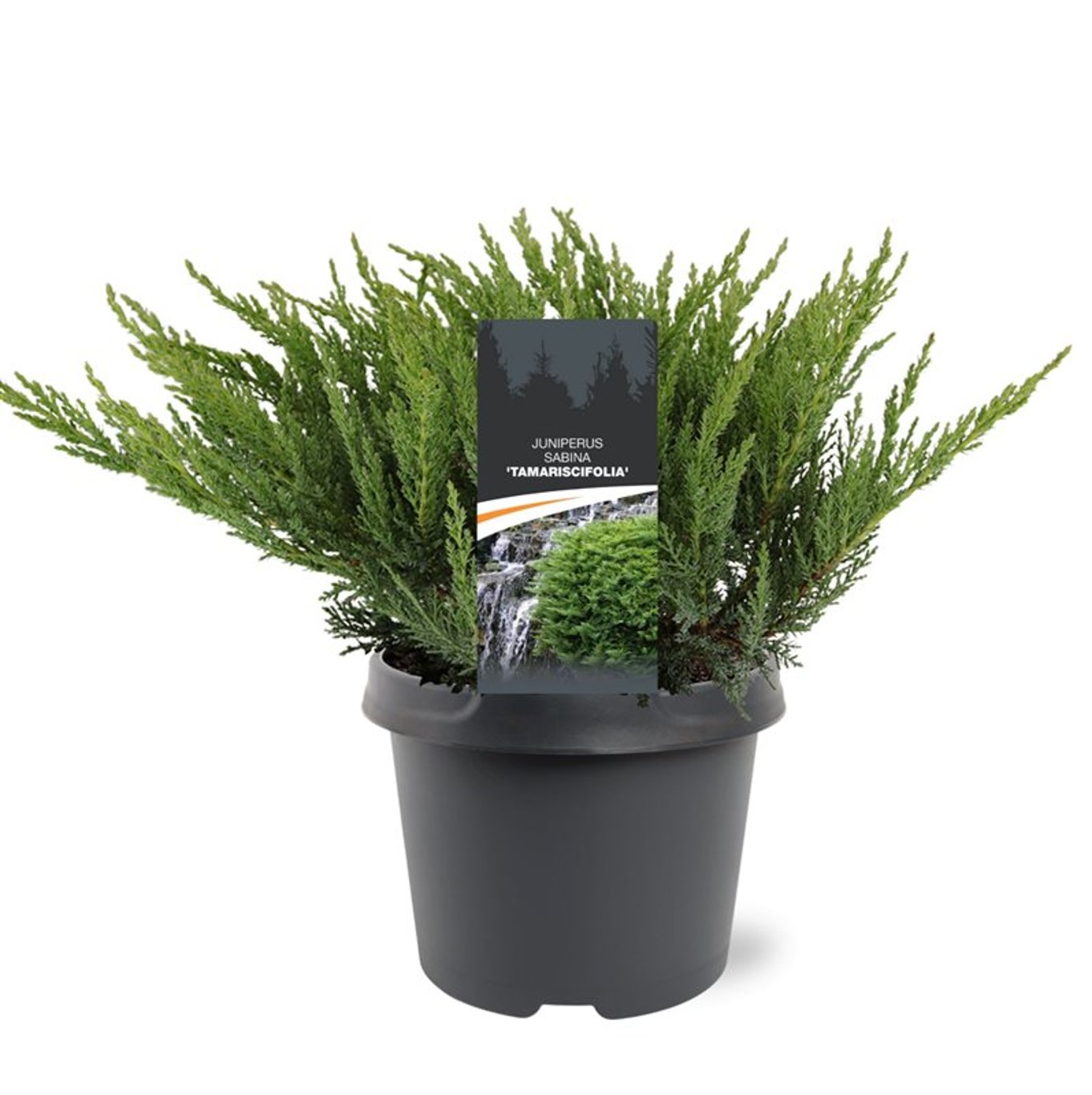 Sabina-en – Juniperus sabina 'Tamariscifolia' - C3 25-30 CM