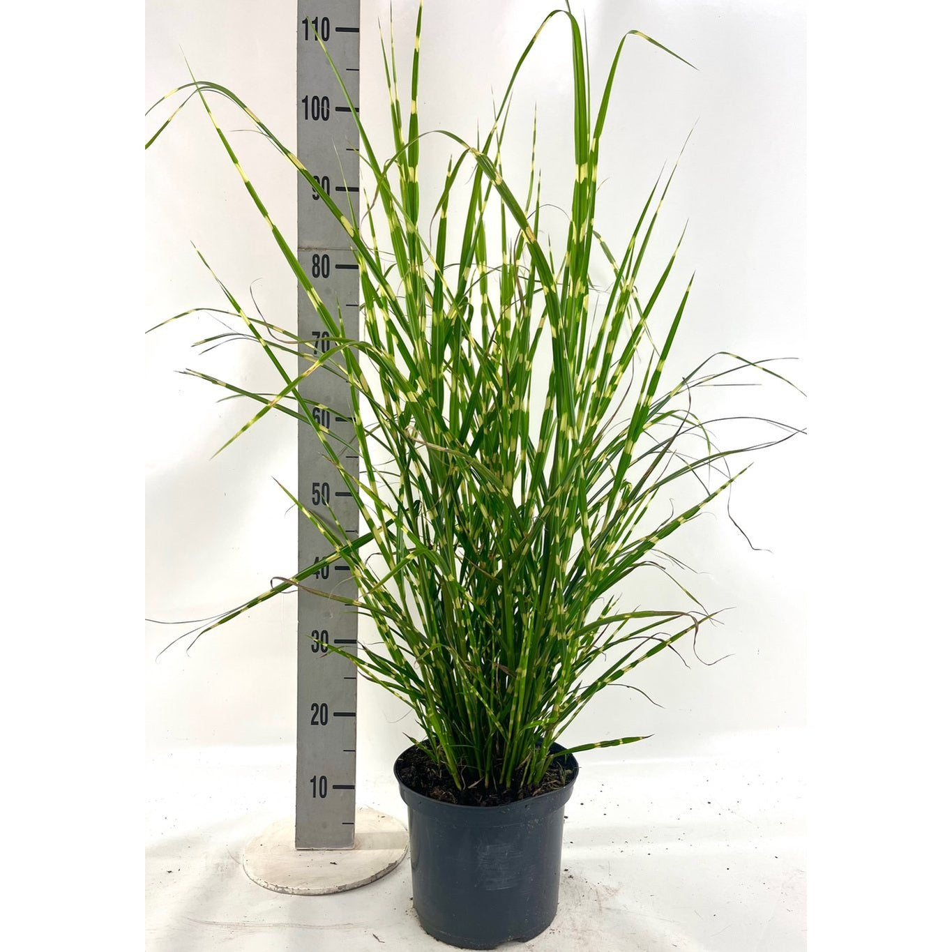 Glansmiskantus – Miscanthus sinensis 'Strictus' - C5