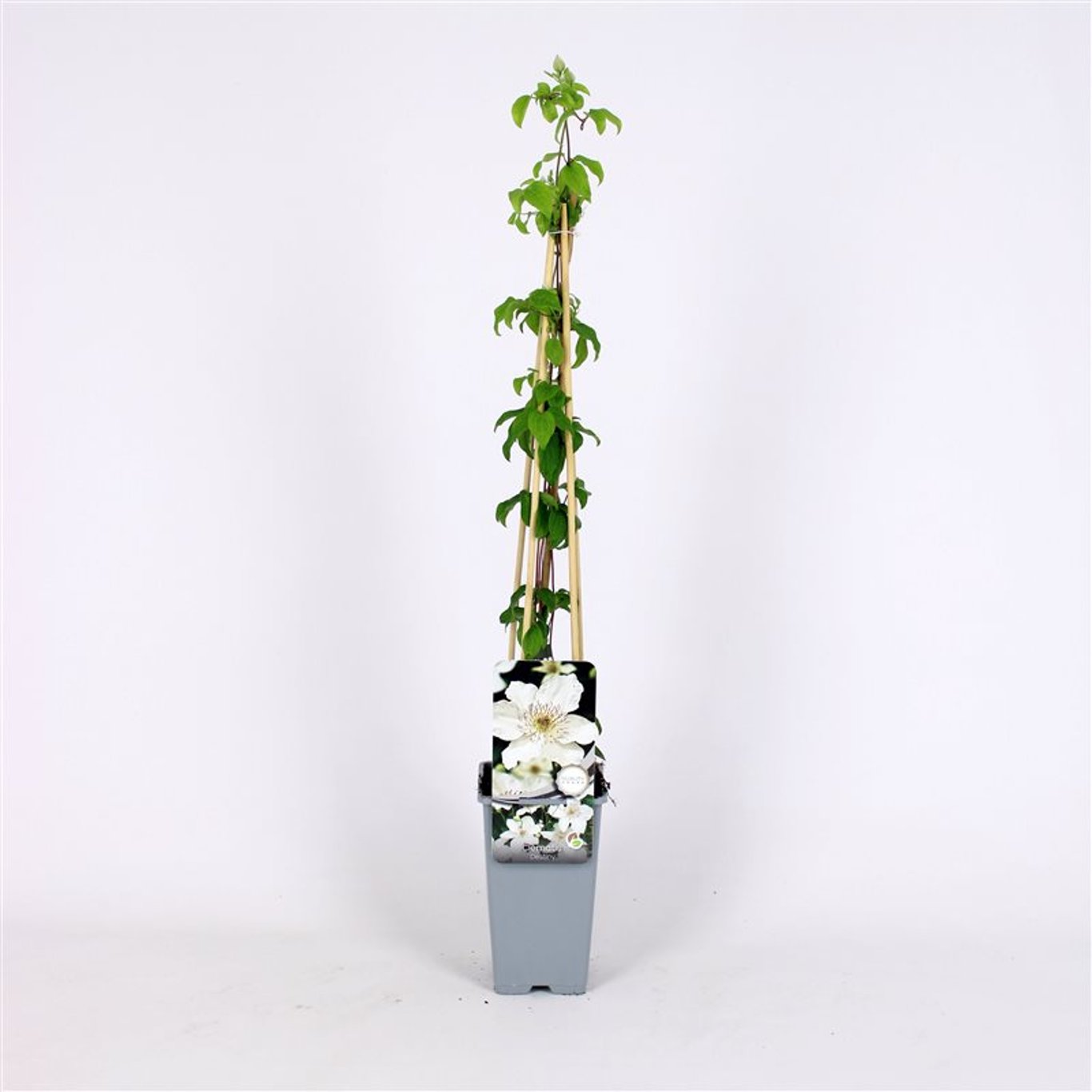 Klematis – Clematis 'Destiny' - C2 70/+ CM