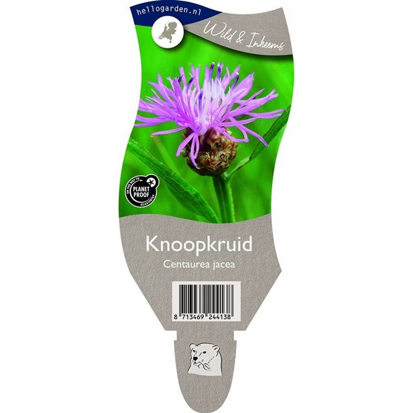 Rödklint – Centaurea jacea - P11