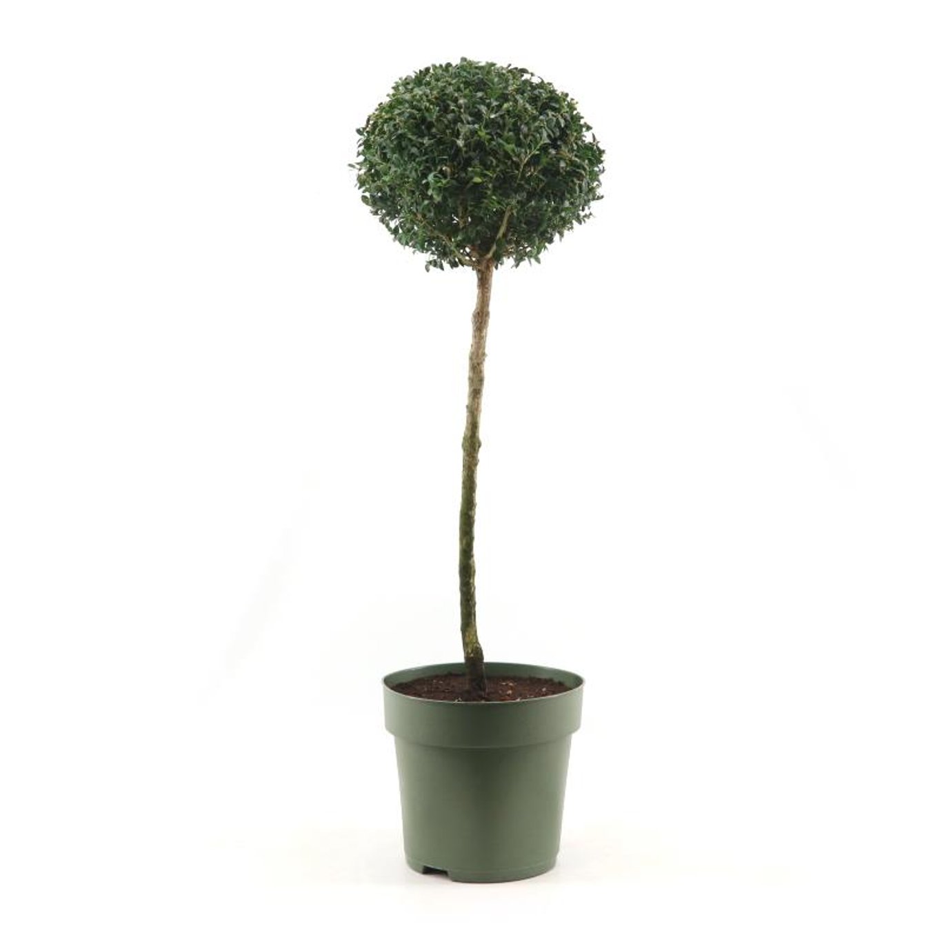Buxbom – Buxus sempervirens - 50 CM Stem C7.5