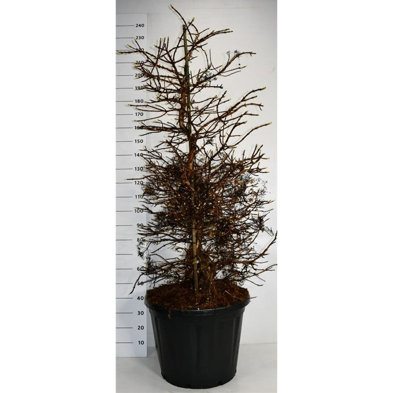 Hortensia – Hydrangea arborescens &