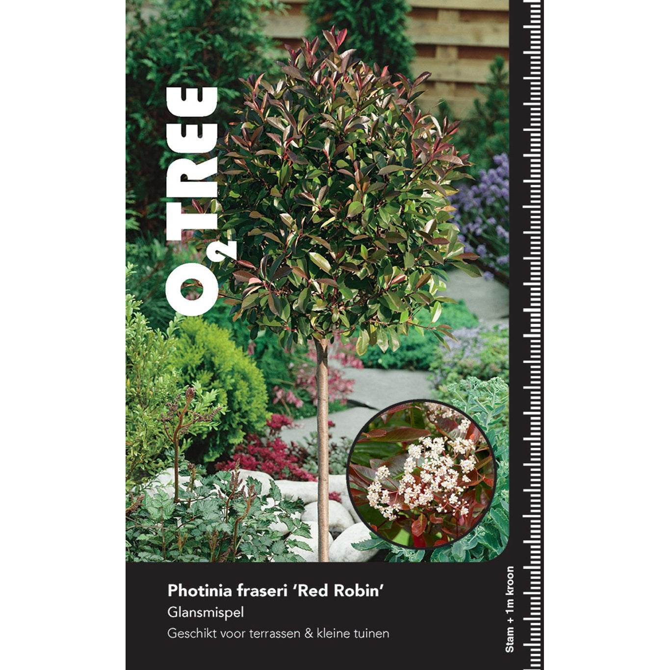 Fotinia – Photinia fraseri 'Red Robin' - 80 CM Stem C10