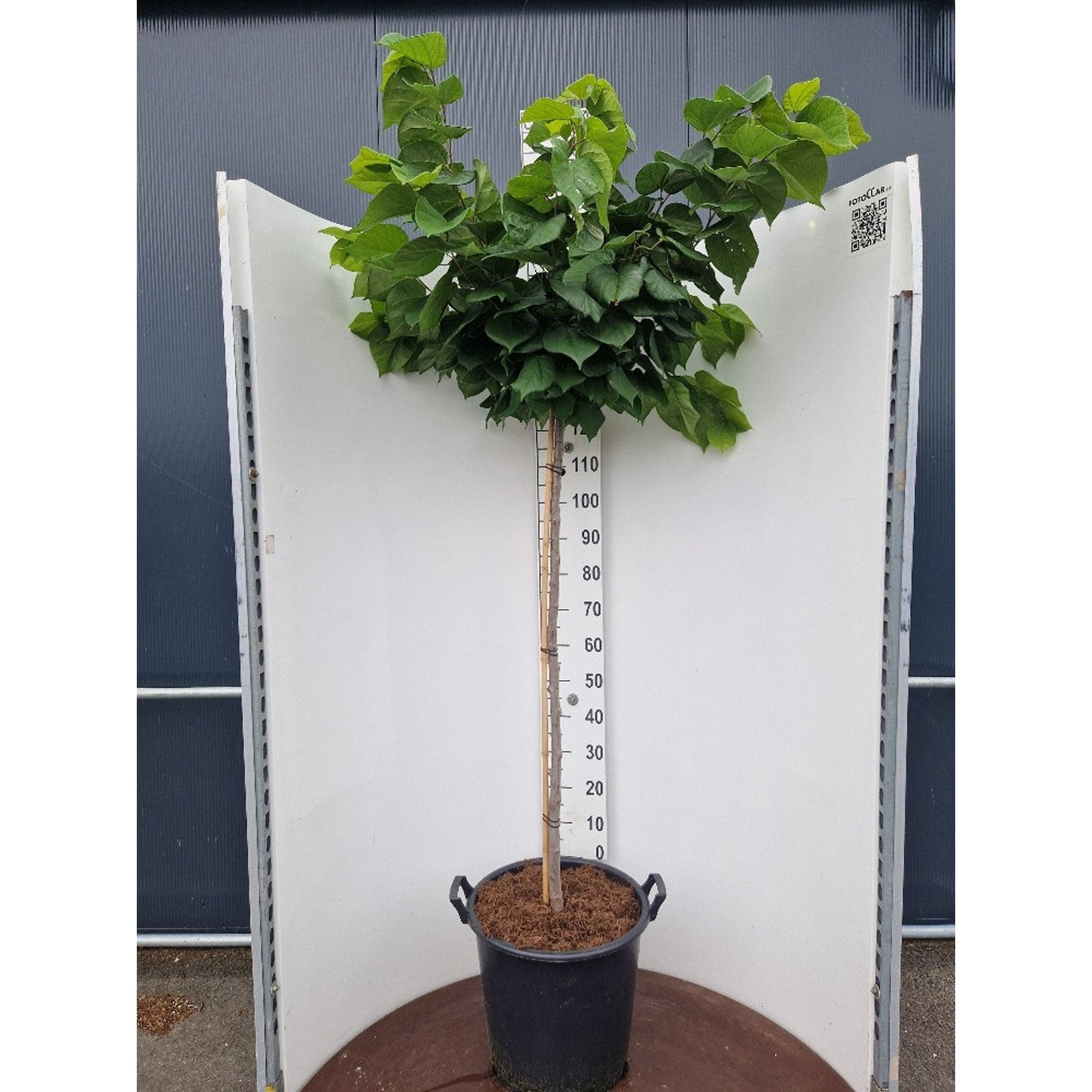 Kinesiskt judasträd – Cercis chinensis 'Avondale' - 120 CM Stem Cont.