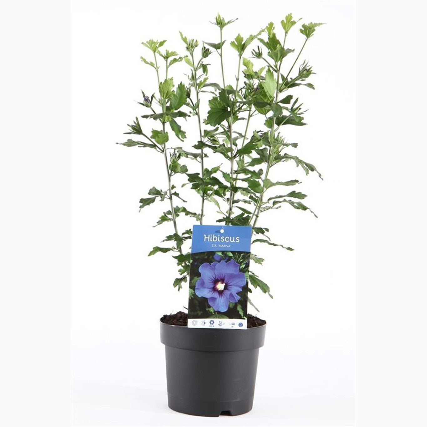 Hibiskus – Hibiscus syriacus 'Marina' - C3