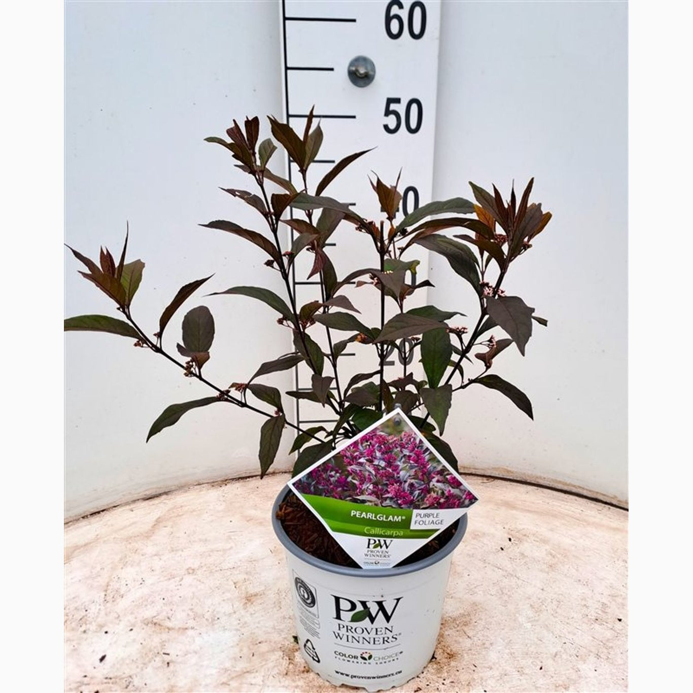 Skönhetsbär – Callicarpa 'Pearl Glam' - C3 40-50 CM