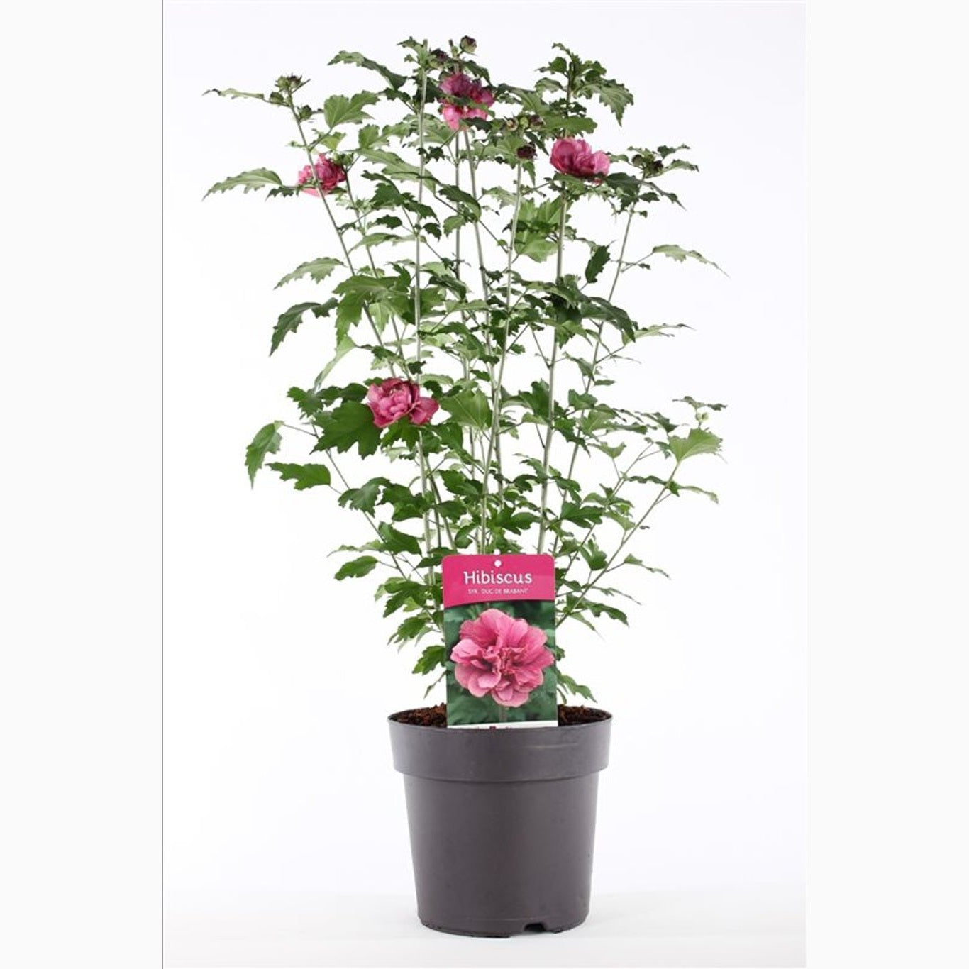 Hibiskus – Hibiscus syriacus 'Duc de Brabant' - C5