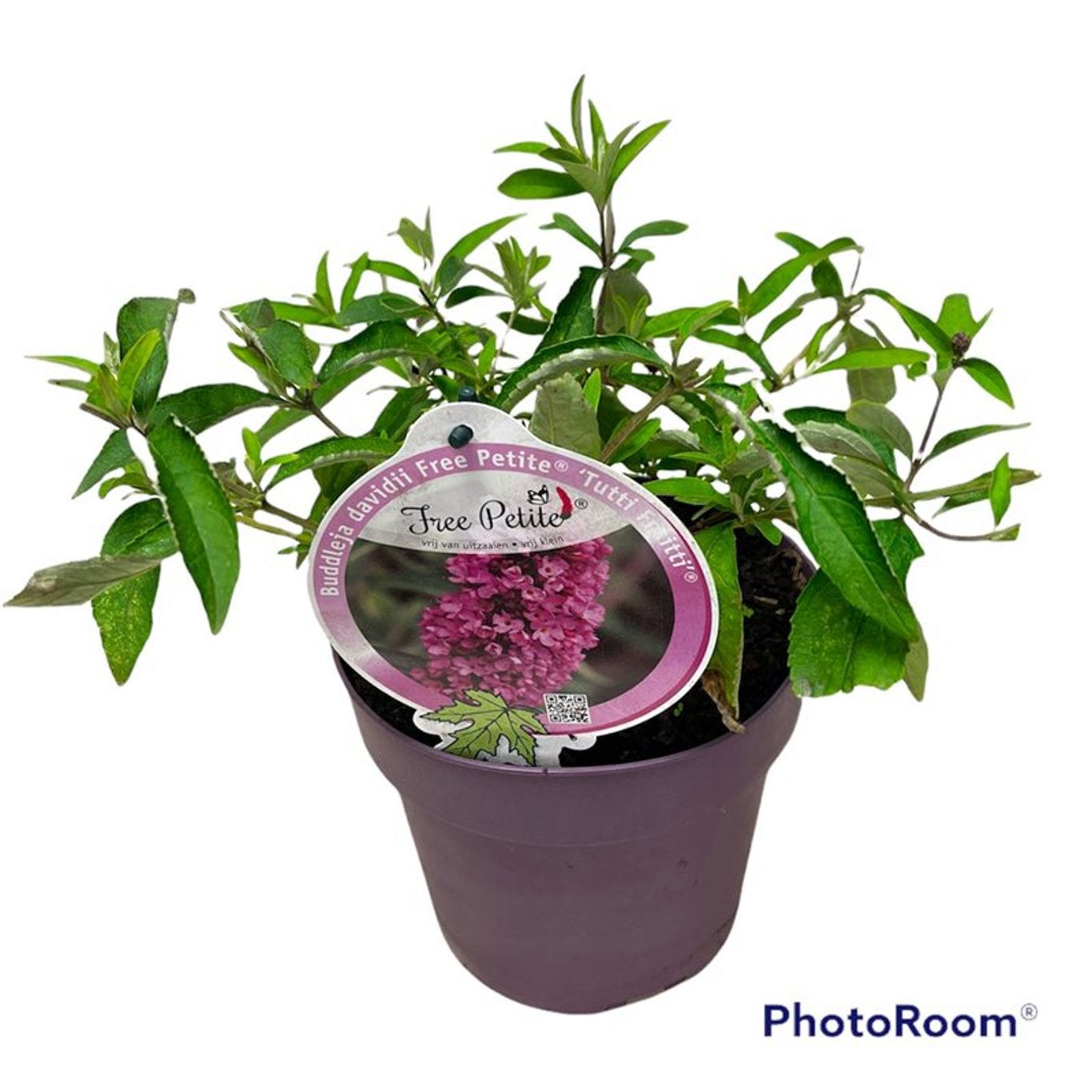 Sommarlilja – Buddleja Free Petite Tutti Fruitti - C3