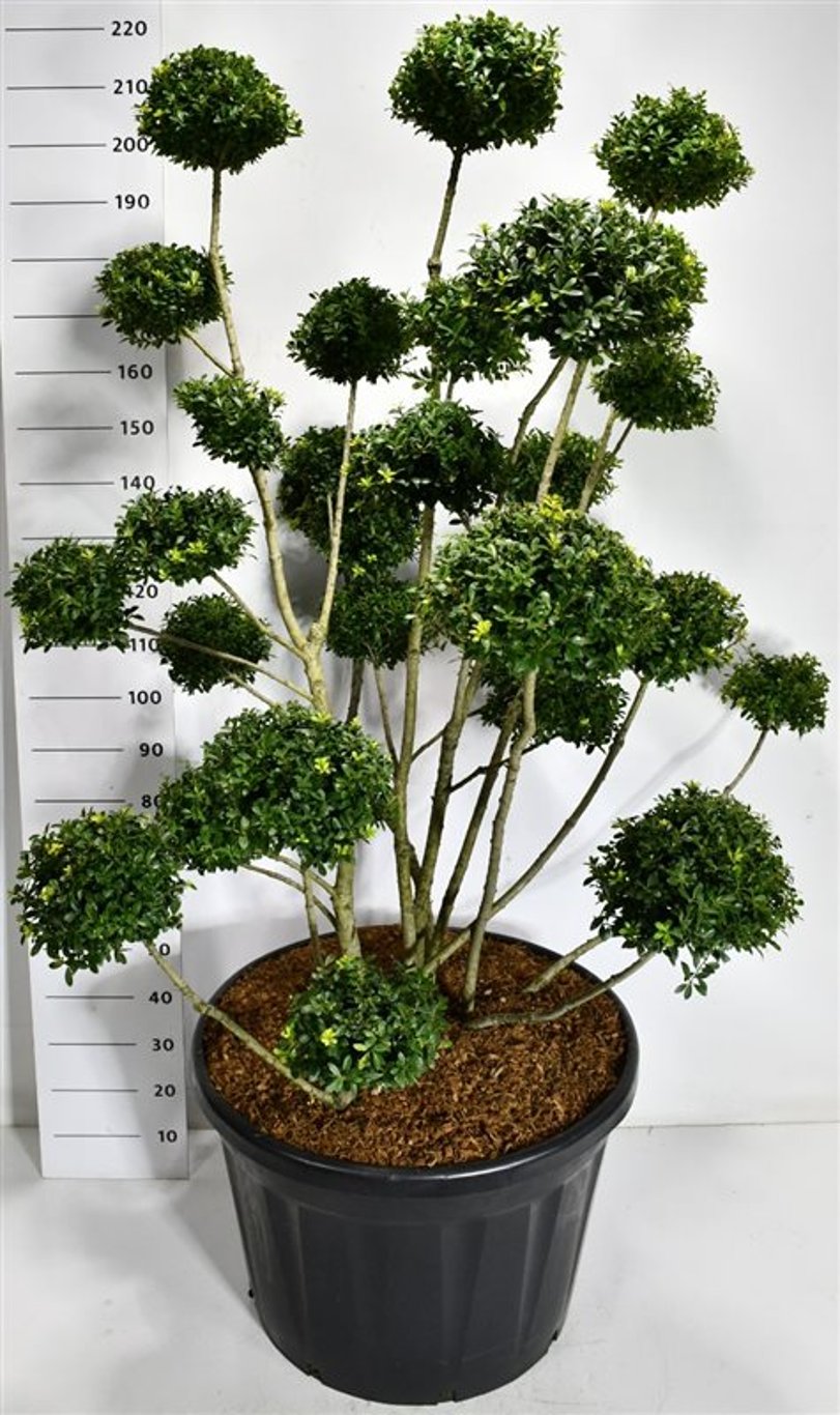 Ilex mutchagara - C180 140-160 cm. Bonsai