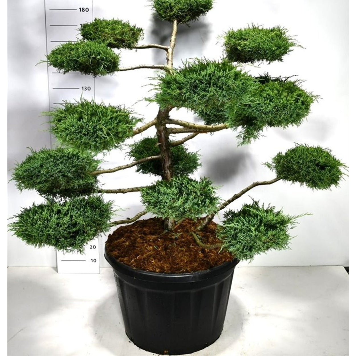 Hybrid-en – Juniperus media 'Hetzii' - C180 125-150 cm. Bonsai