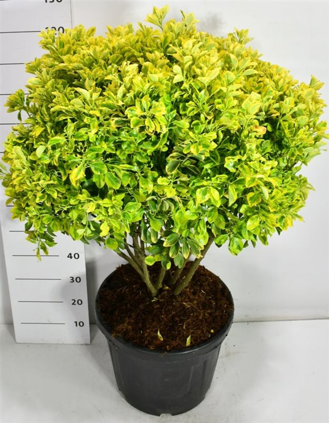 Japansk benved – Euonymus japonicus &