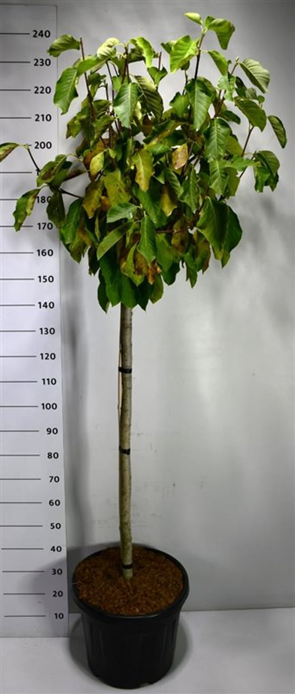 Magnolia – Magnolia 'Butterfly' - C45 120 cm. Stam