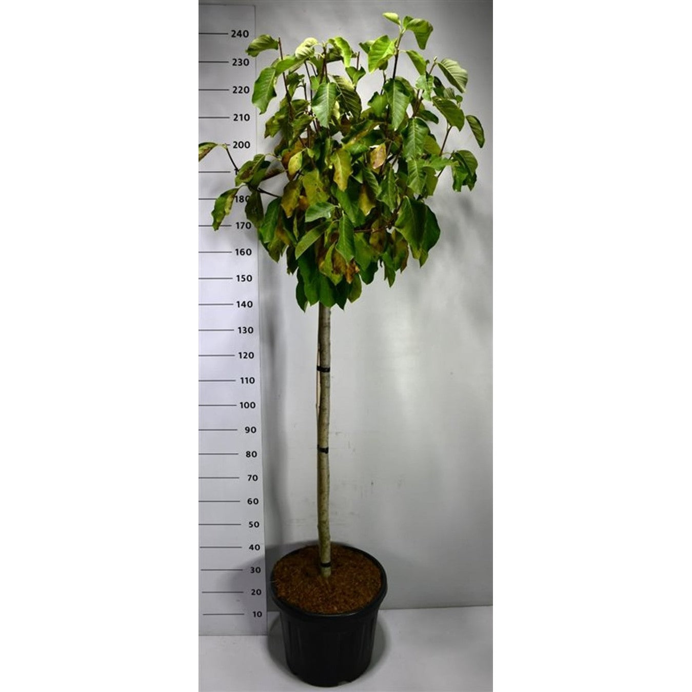 Magnolia – Magnolia &