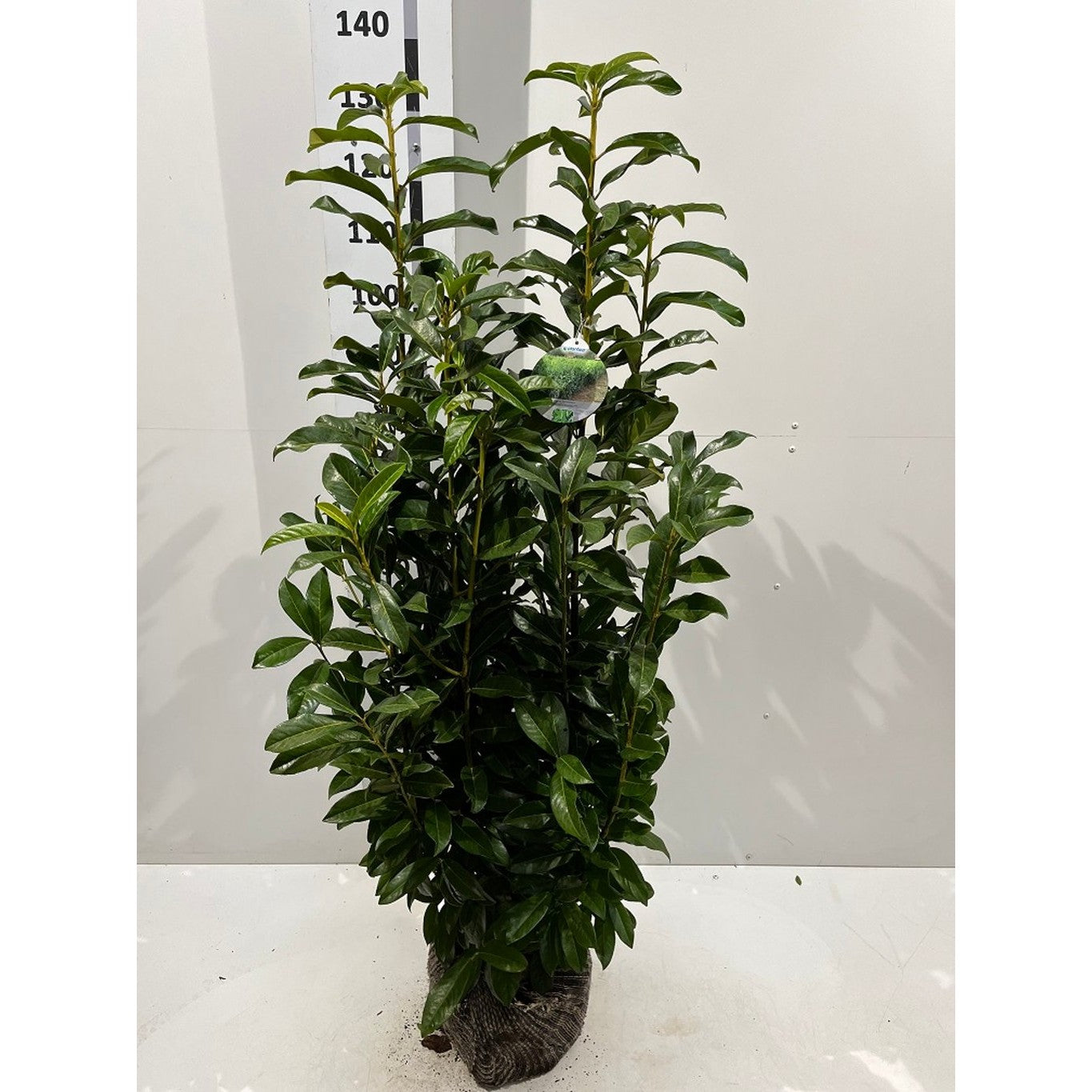 Lagerhägg – Prunus laurocerasus &