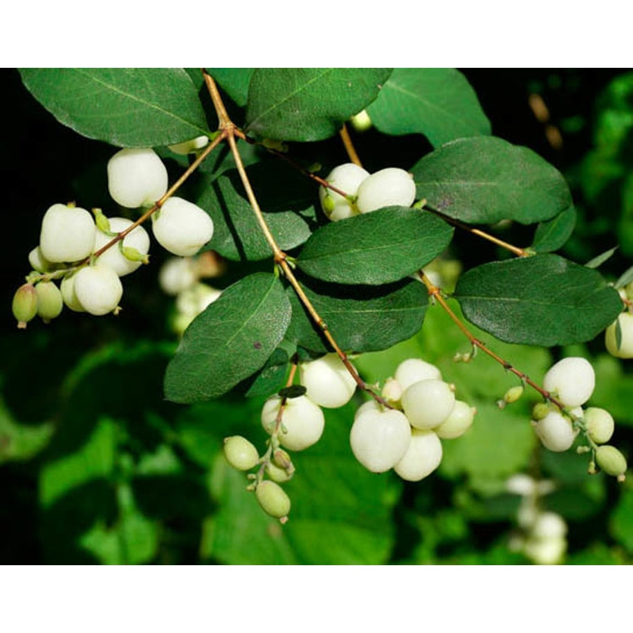 Snöbär – Symphoricarpos albus laevigatus - 40-60 CM bare root 0/1 2 branche