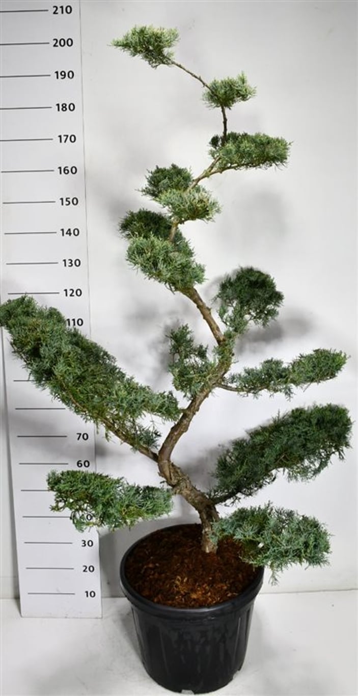 Virginsk en – Juniperus virginiana &