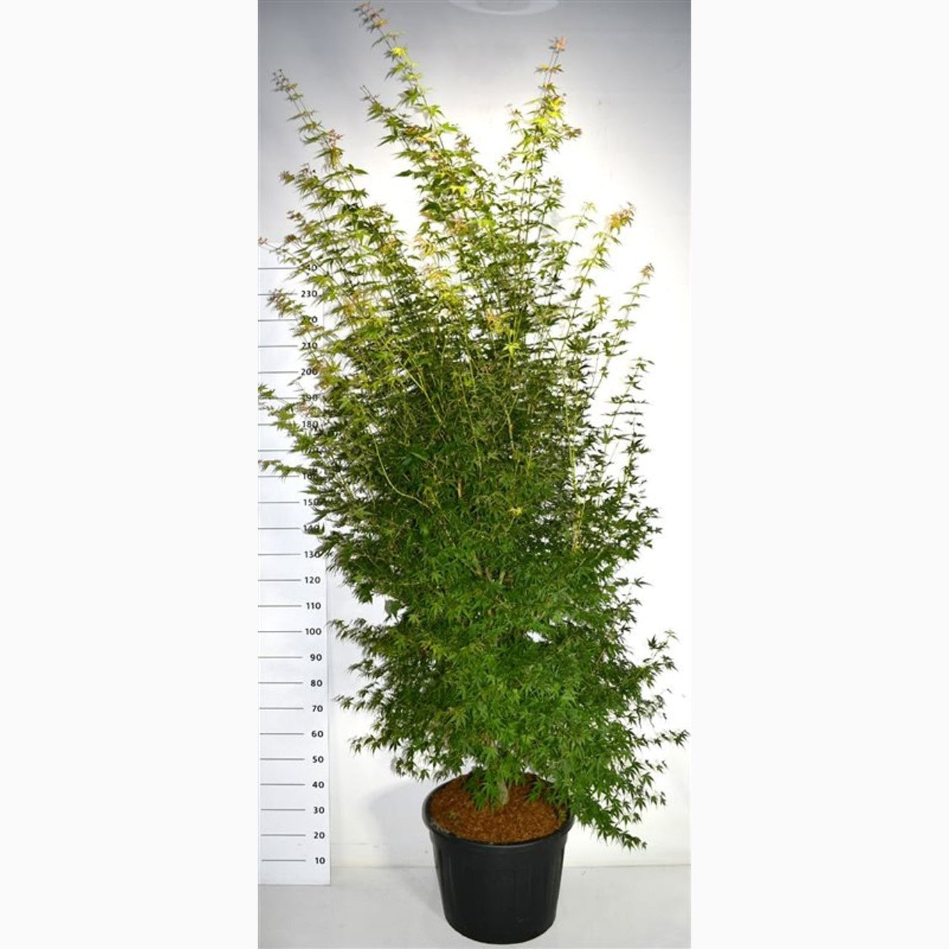 Japansk lönn – Acer pal. &