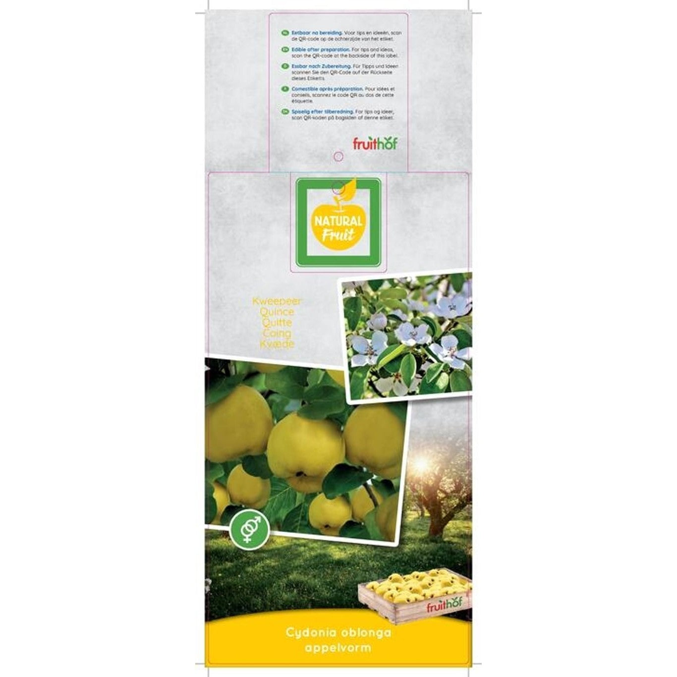 Kvitten – Cydonia oblonga 'Champion' - C7.5 Halfstem