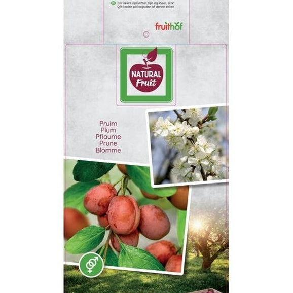 Plommon – Prunus domestica &