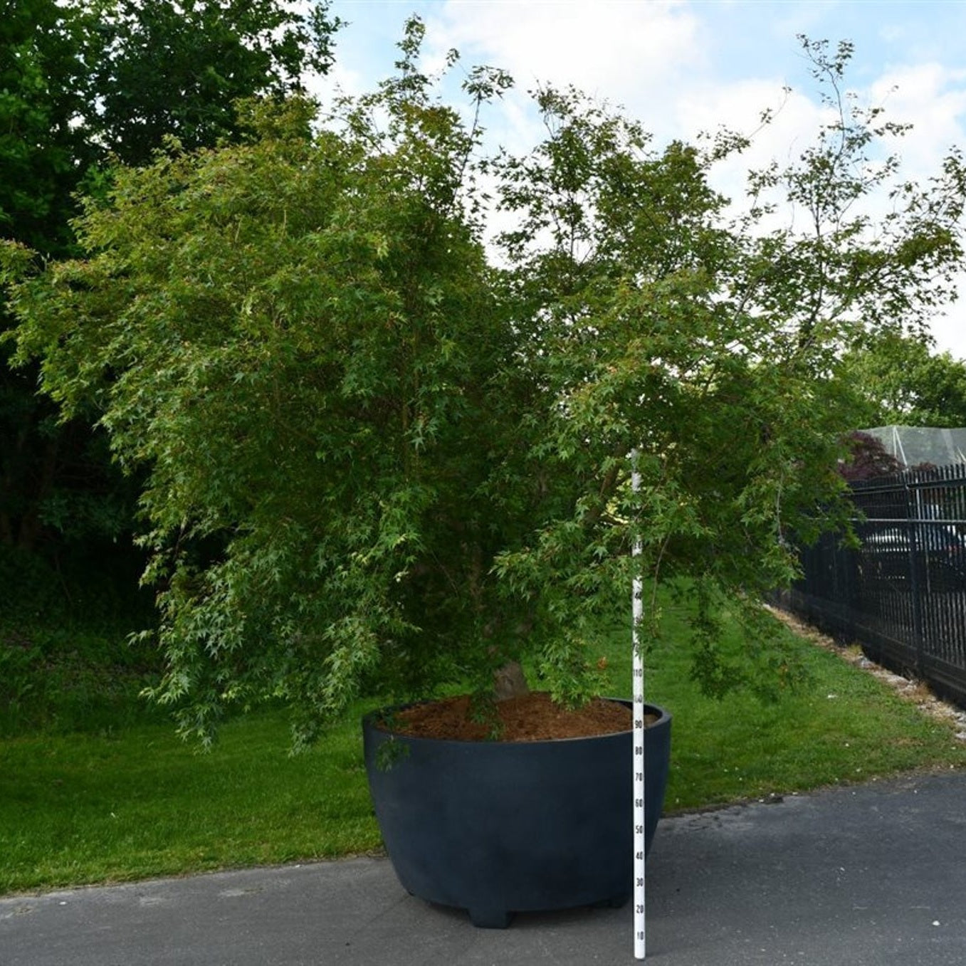 Japansk lönn – Acer palmatum - C 1040 Decopot 300-350 cm.