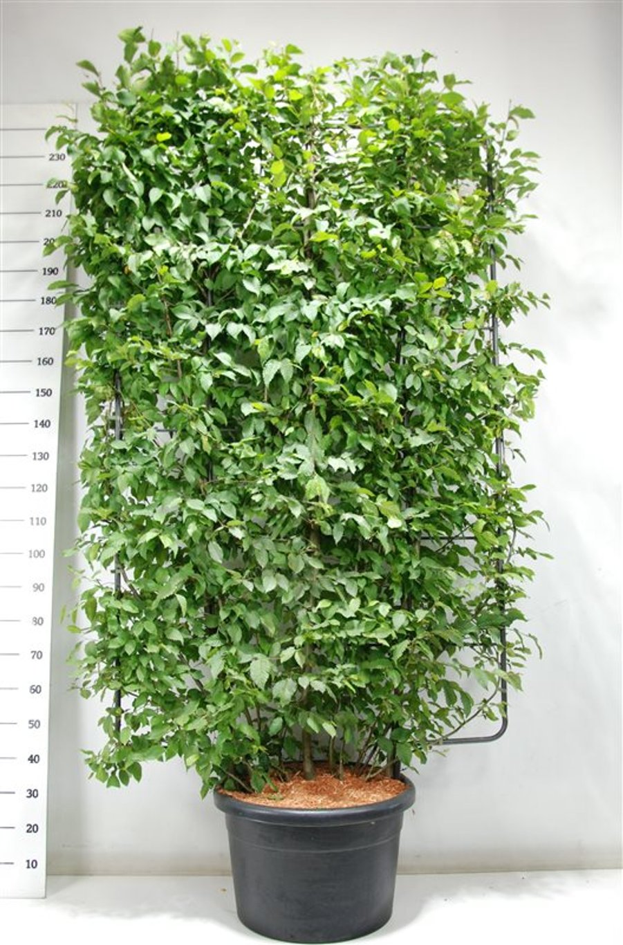 Avenbok – Carpinus betulus - C60 200 cm. Scherm