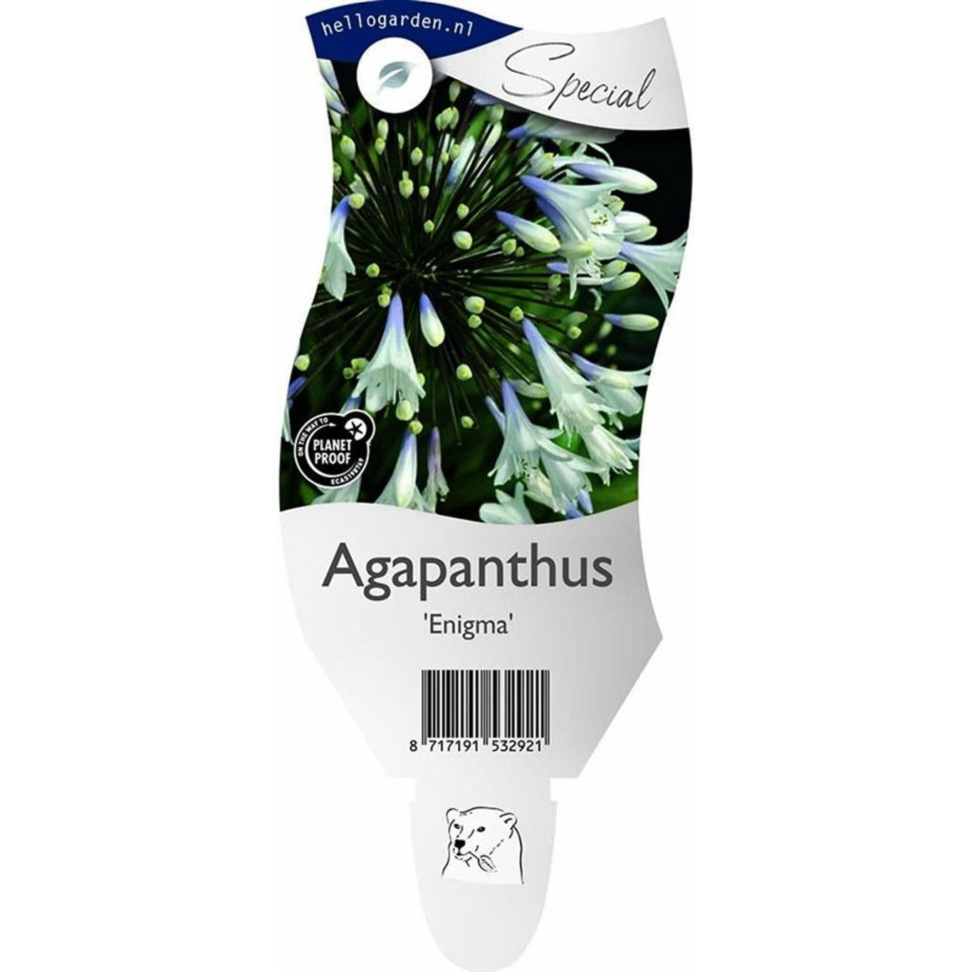 Afrikansk blåstjärna – Agapanthus &