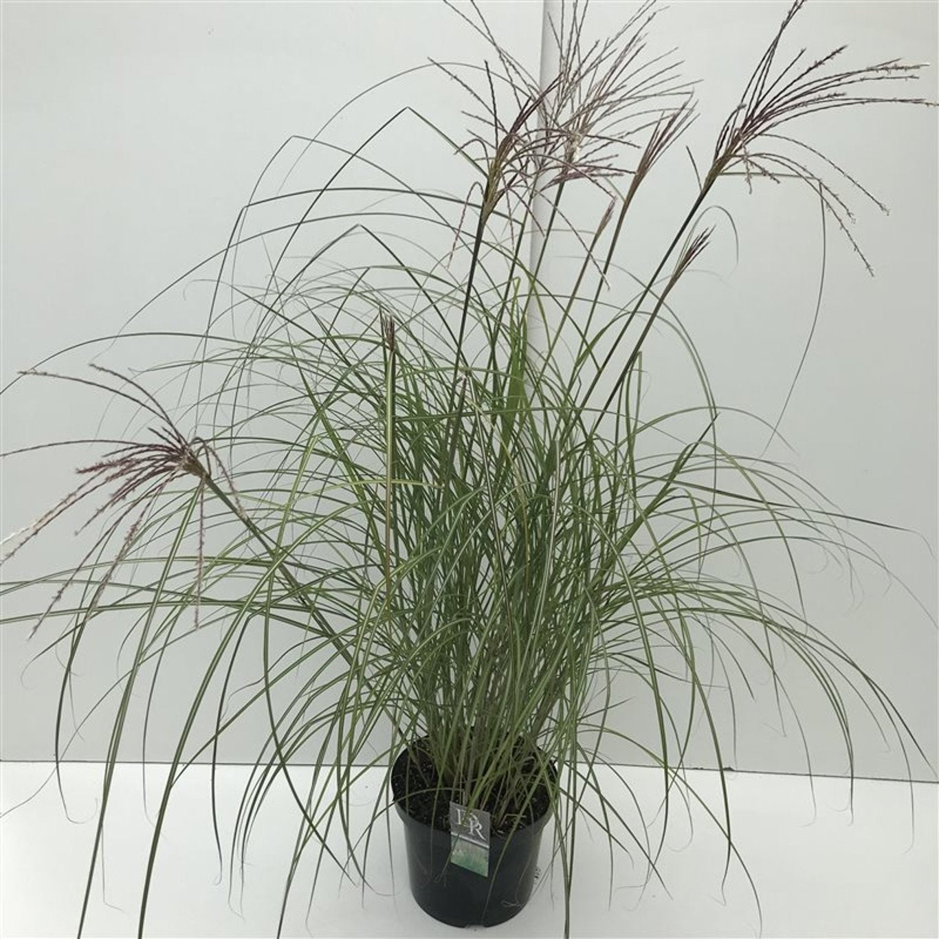 Glansmiskantus – Miscanthus sinensis 'Kleine Silbersp.' - C10