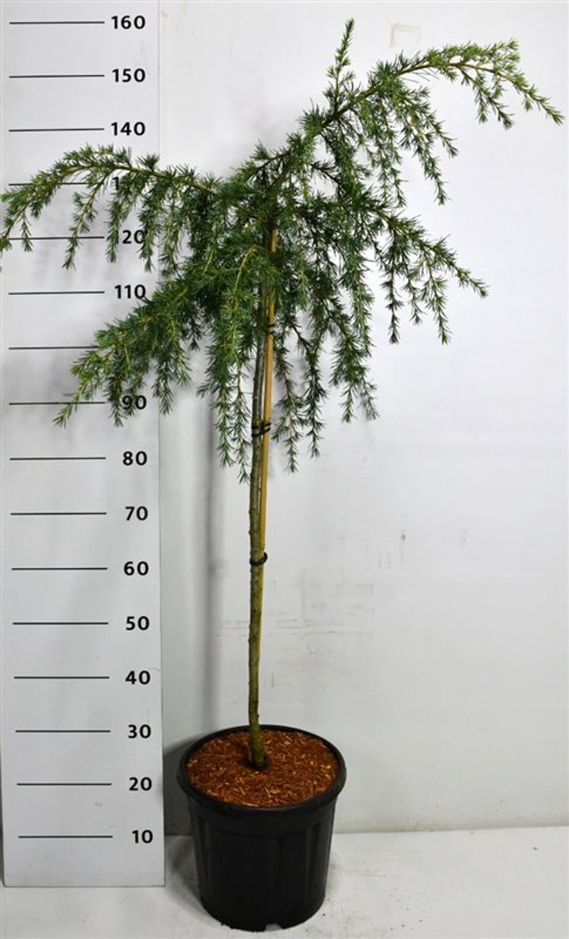 Himalayaceder – Cedrus deodara 'Feelin' Blue' - C18 80 cm. Stam