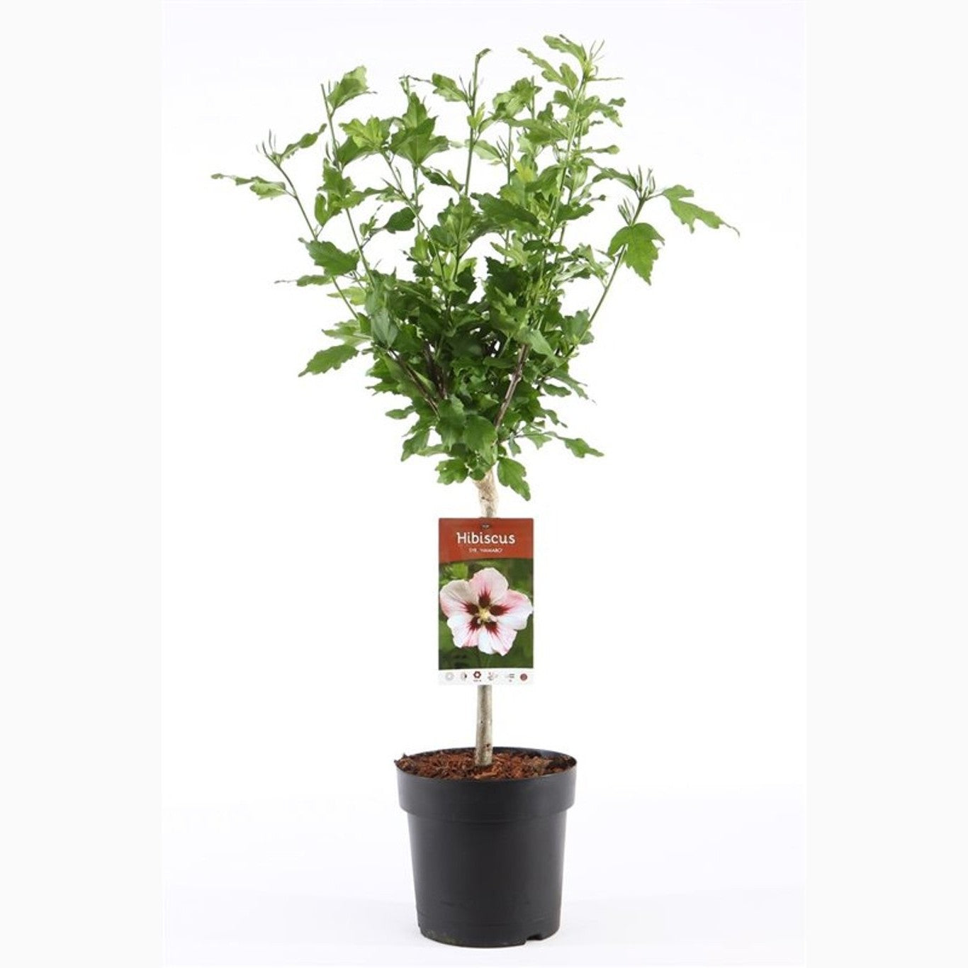 Hibiskus – Hibiscus syriacus 'Hamabo' - C3