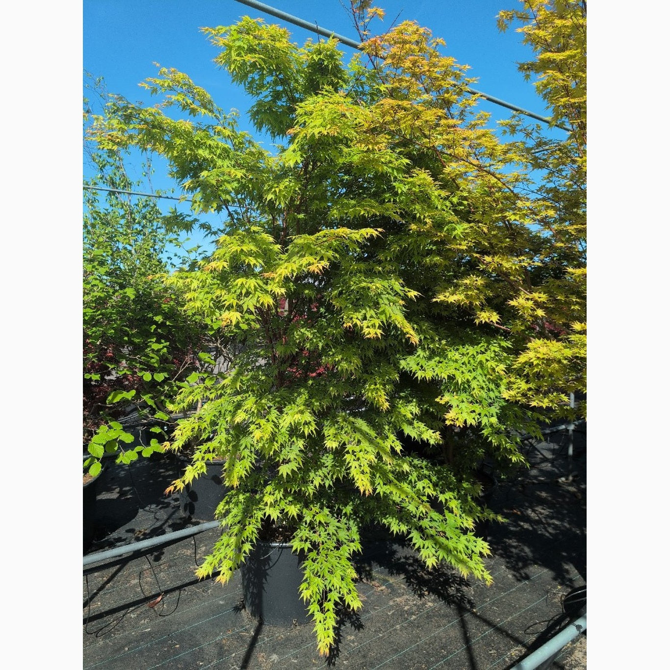 Japansk lönn – Acer pal. 'Sangokaku' - 200-250 CM in Cont.