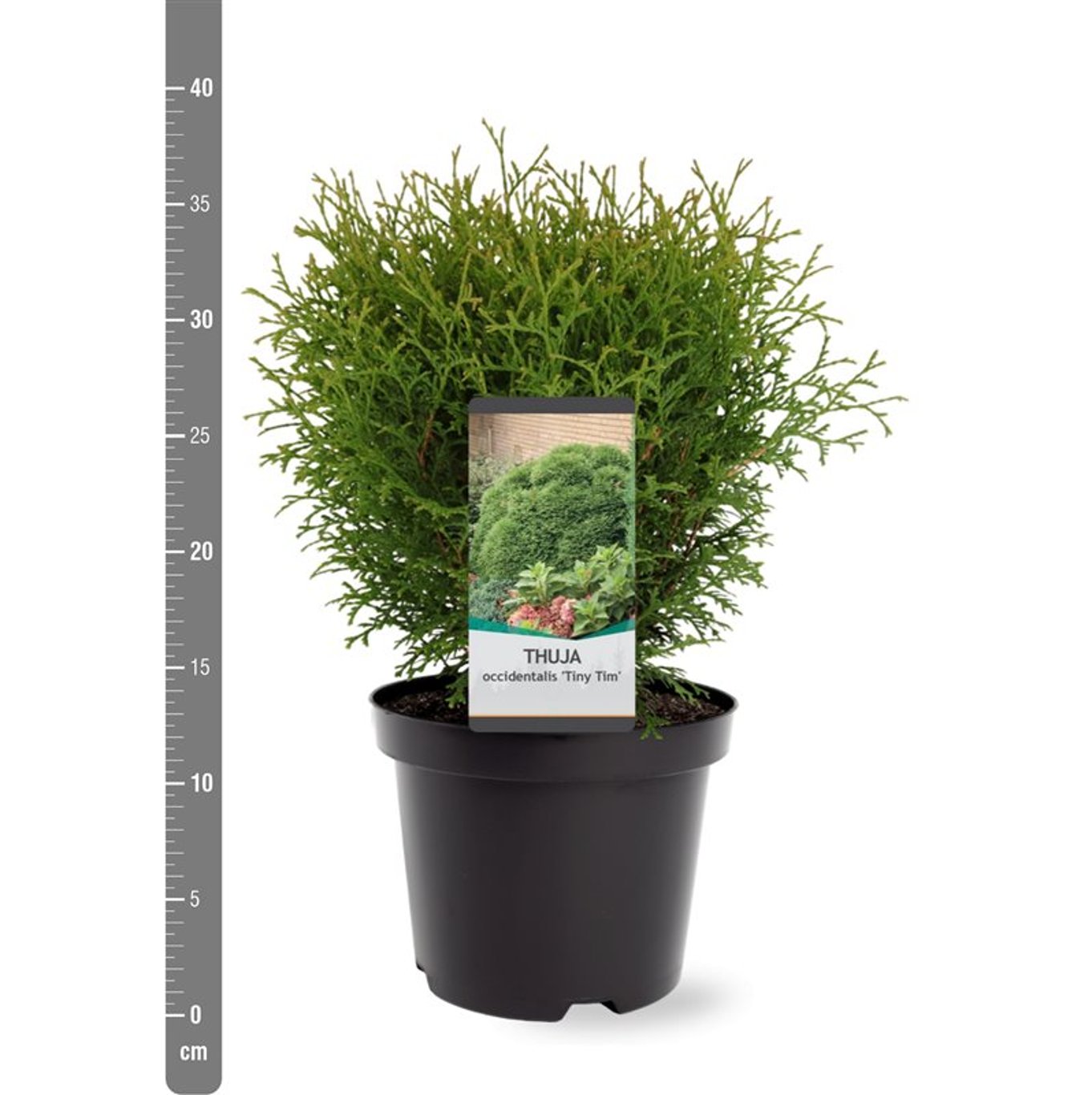 Thuja – Thuja occidentalis 'Tiny Tim' - C3 25-30 CM