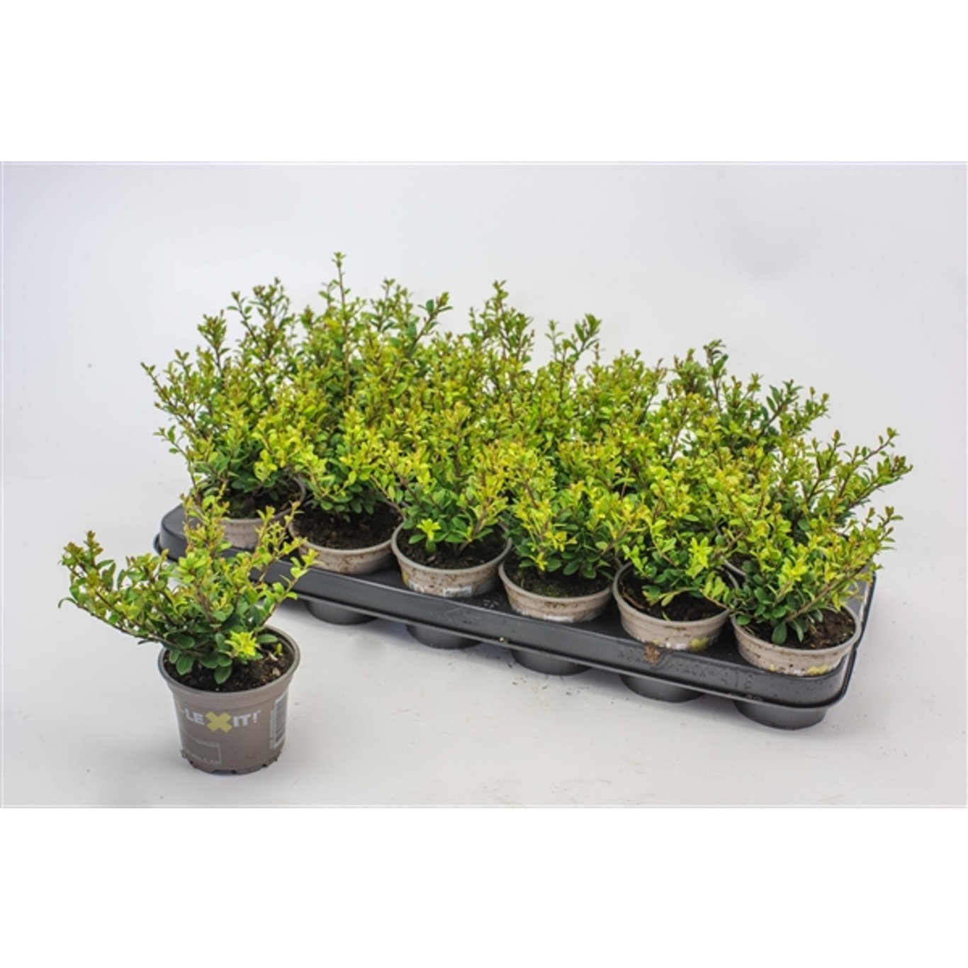 Japansk järnek – Ilex crenata 'Dark Green'® - P9
