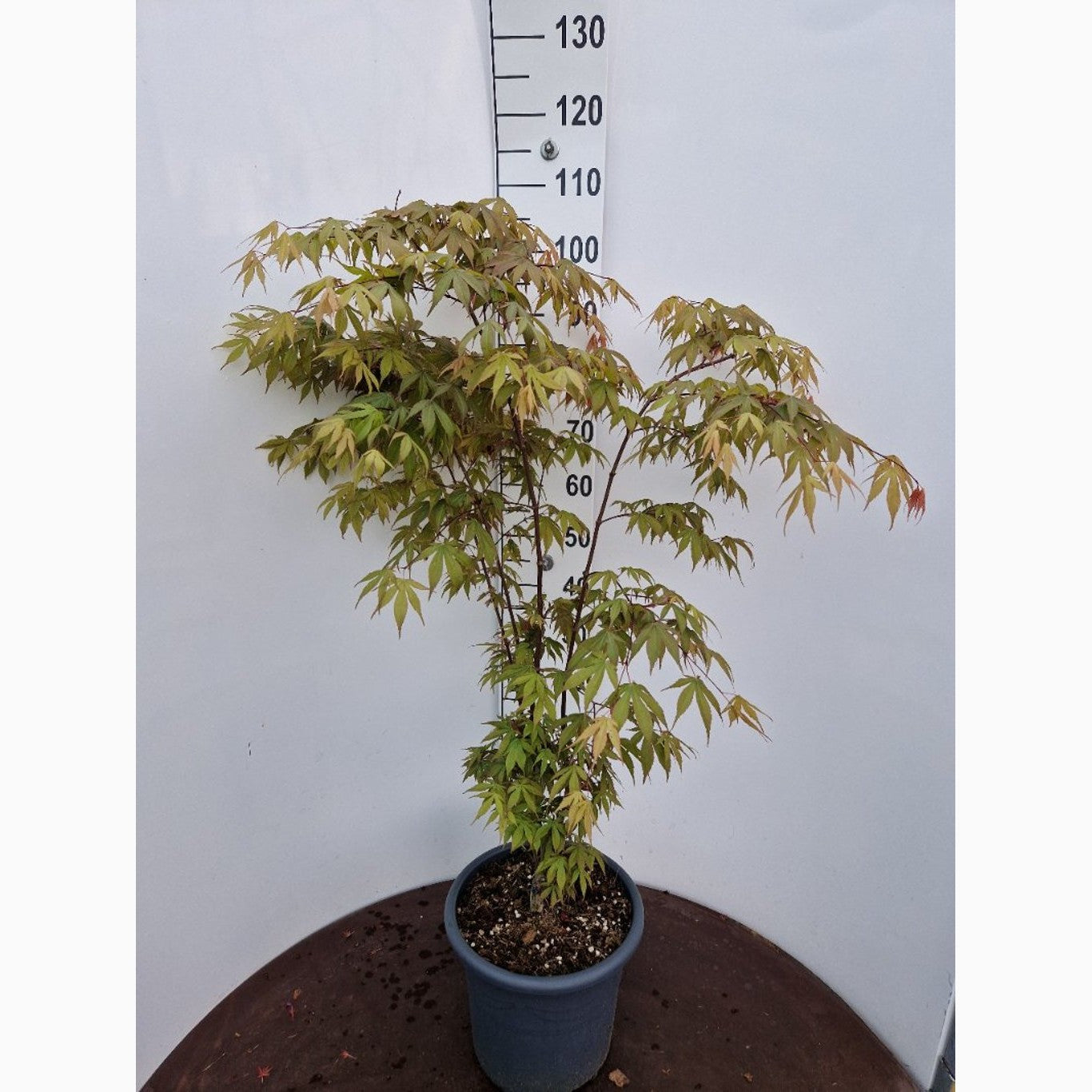 Japansk lönn – Acer pal. 'Osakazuki' - C15 80-100 CM
