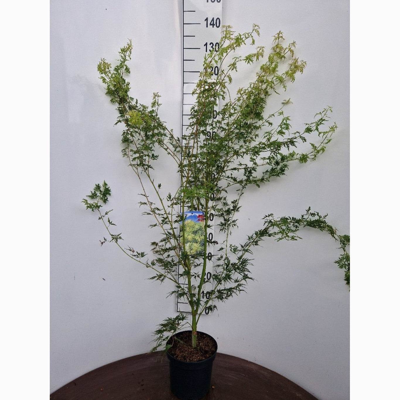 Japansk lönn – Acer pal. 'Seiryu' - C5 60-80 CM