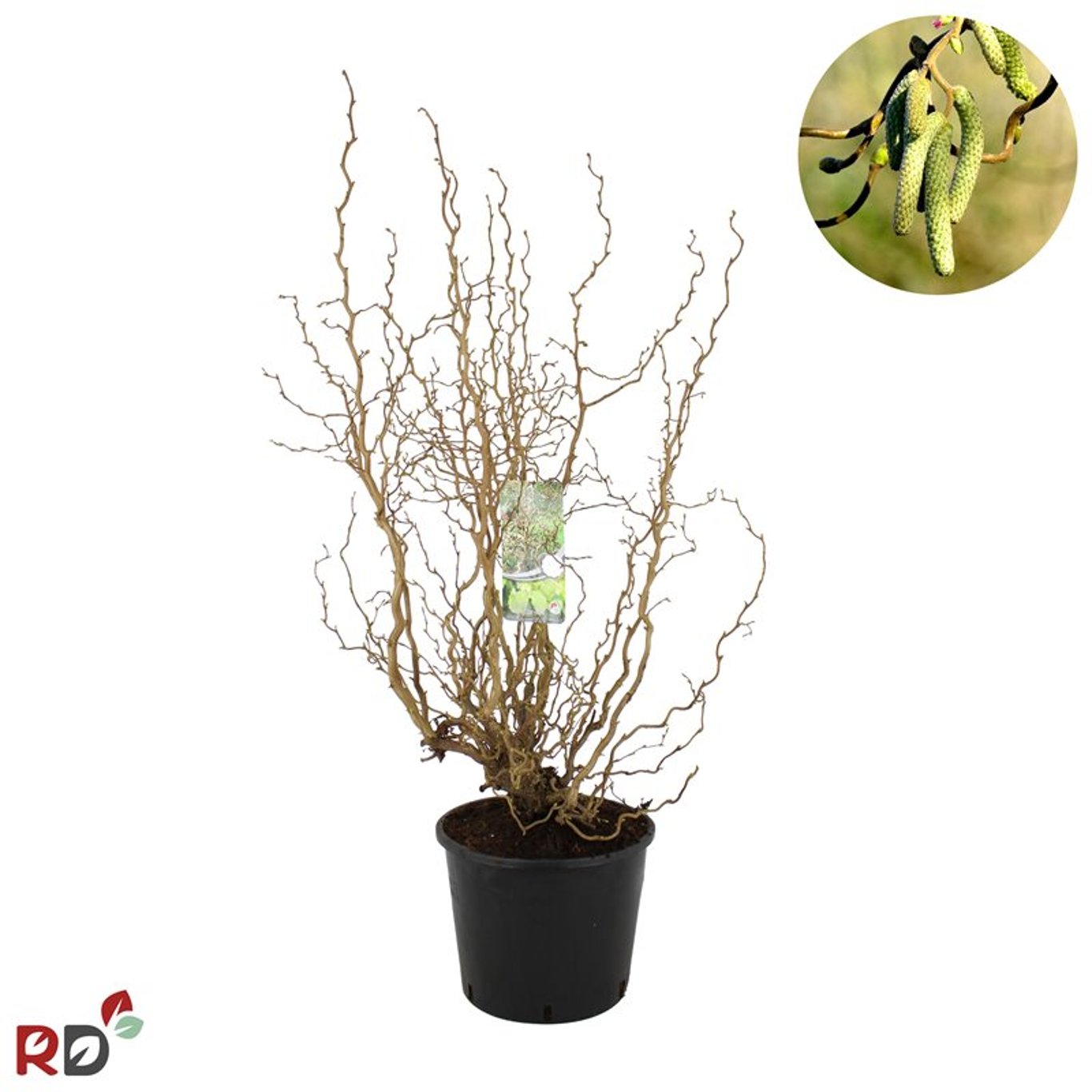 Hassel – Corylus avellana 'Medusa' - C12 80-100 CM