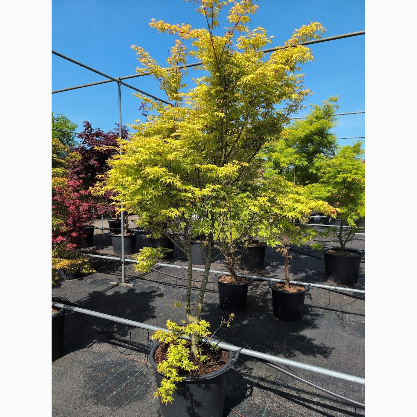 Japansk lönn – Acer pal. &