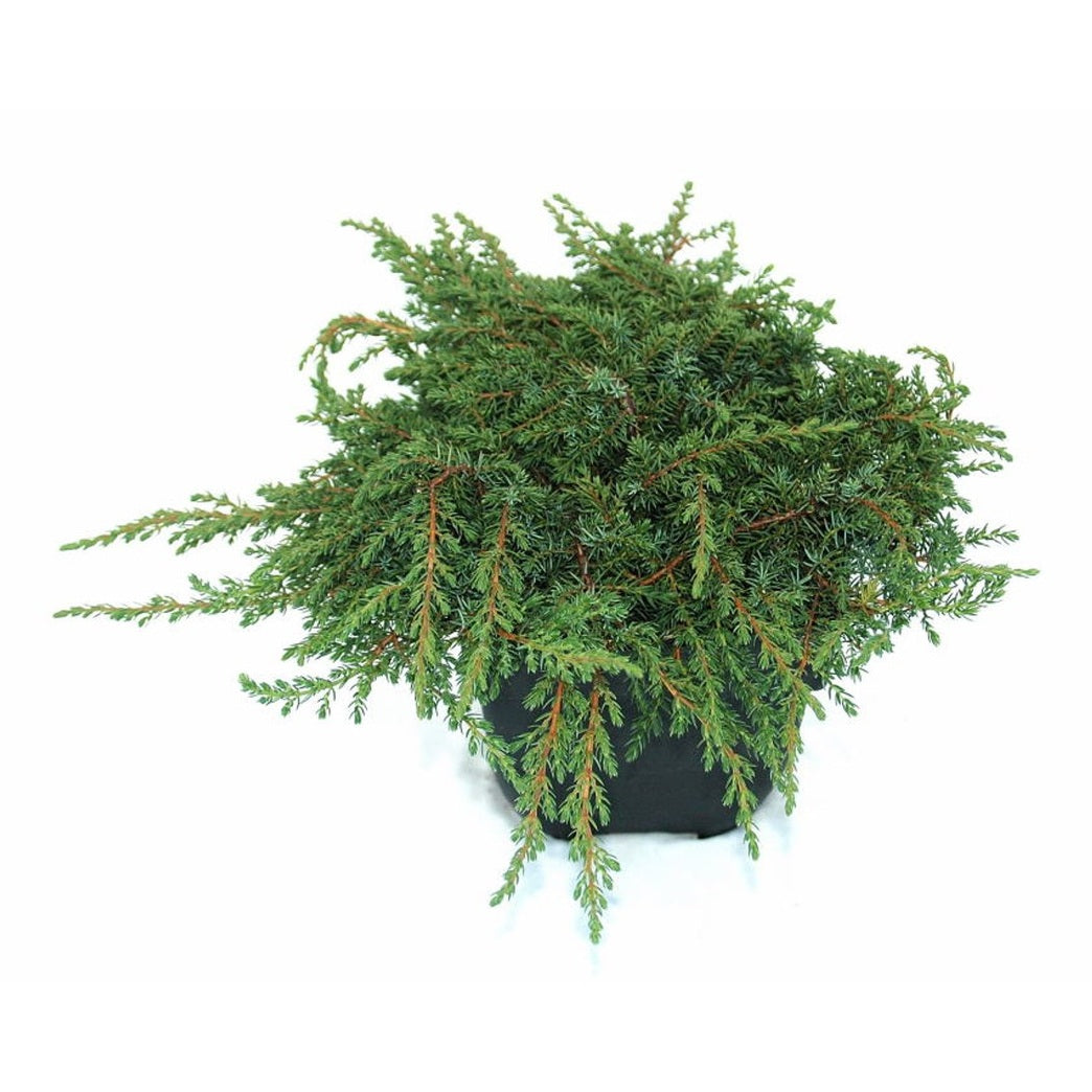 En – Juniperus communis &