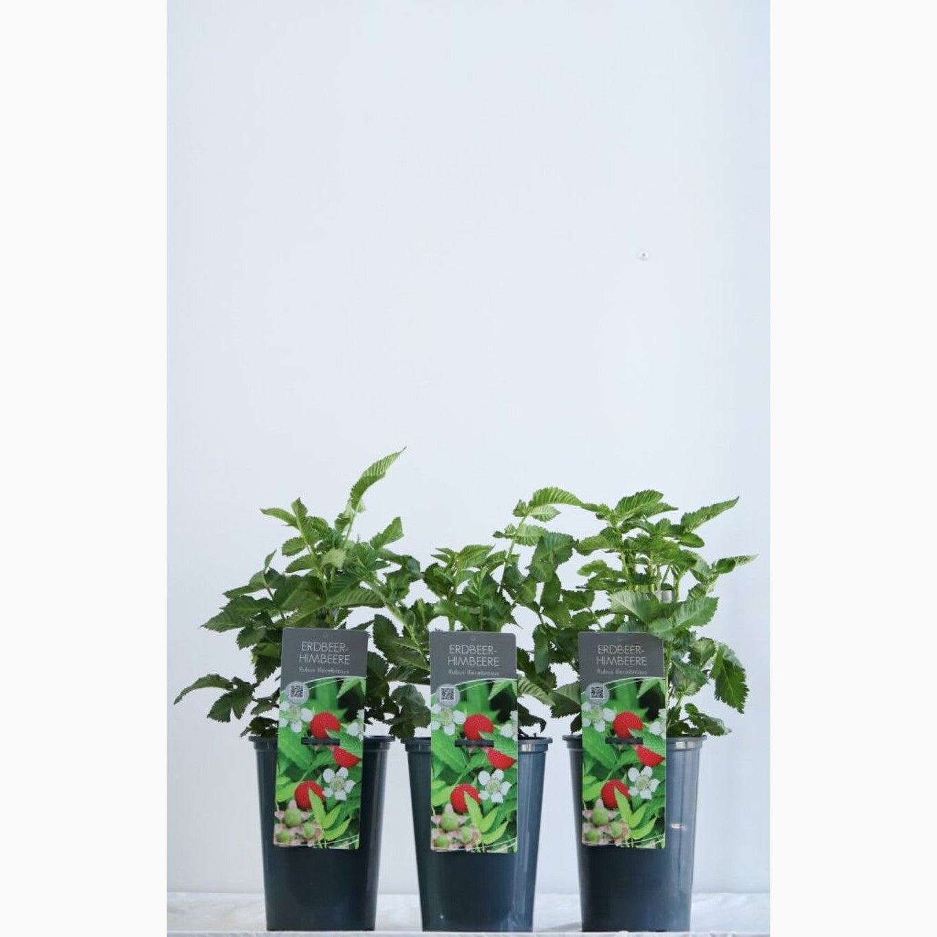 Jordgubbshallon – Rubus illecebrosus - C3 40-60 CM