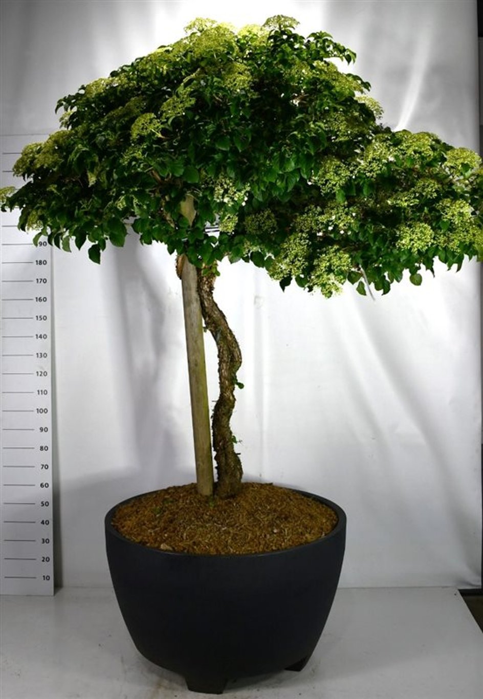 Klätterhortensia – Hydrangea petiolaris - C 450 Decopot 140-150 cm. Stam