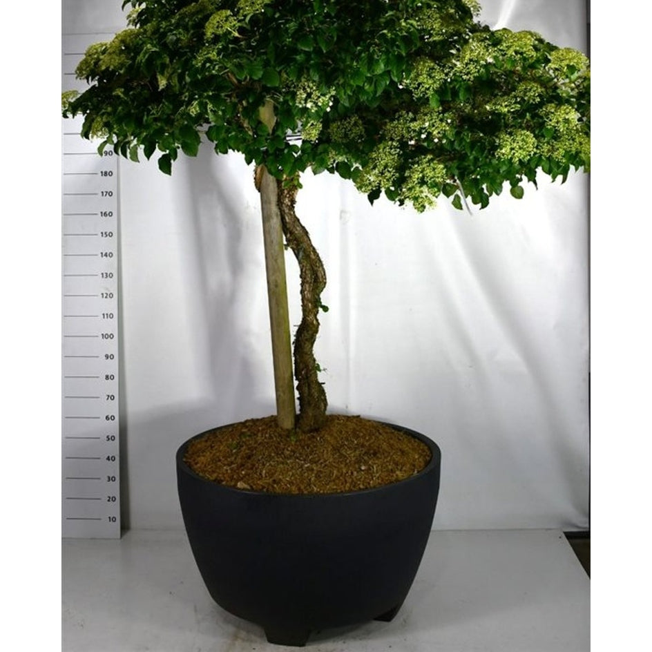 Klätterhortensia – Hydrangea petiolaris - C 450 Decopot 140-150 cm. Stam